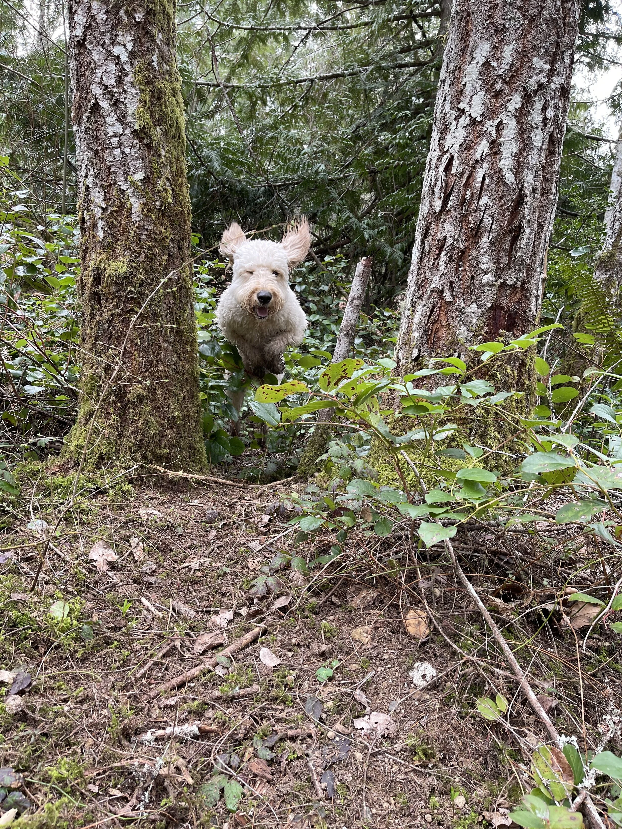 A white dog with fluffy fur and large ears jumping through the underbrush of a forest, surrounded by trees and green foliage.