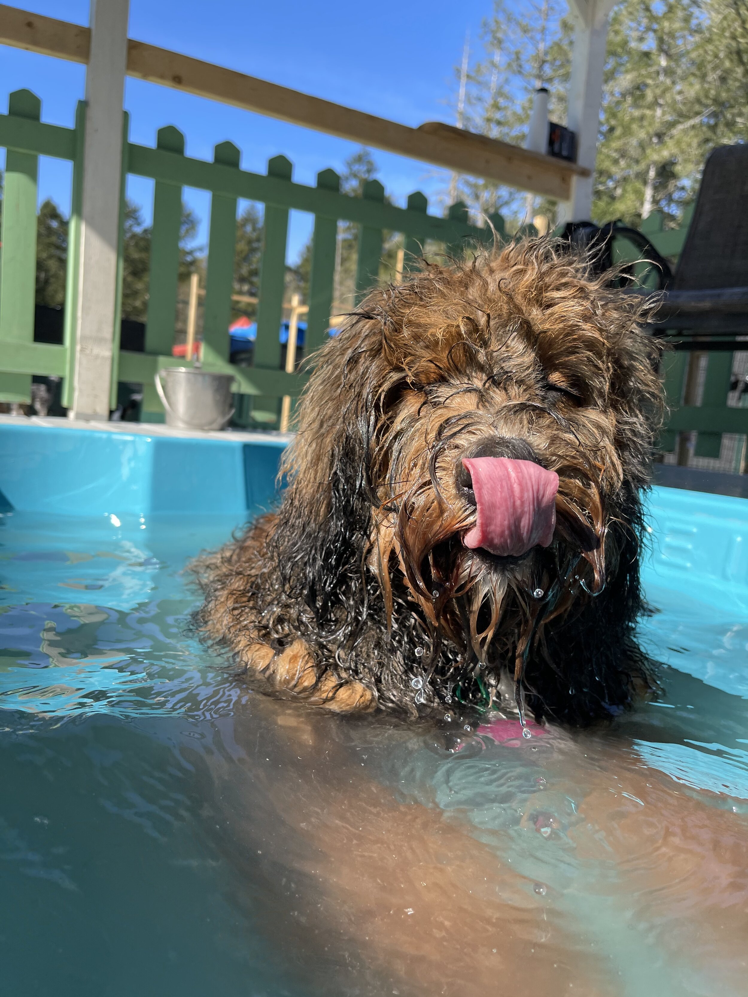 Wet, scruffy brown dog with tongue out in a blue plastic kiddie pool outdoors.