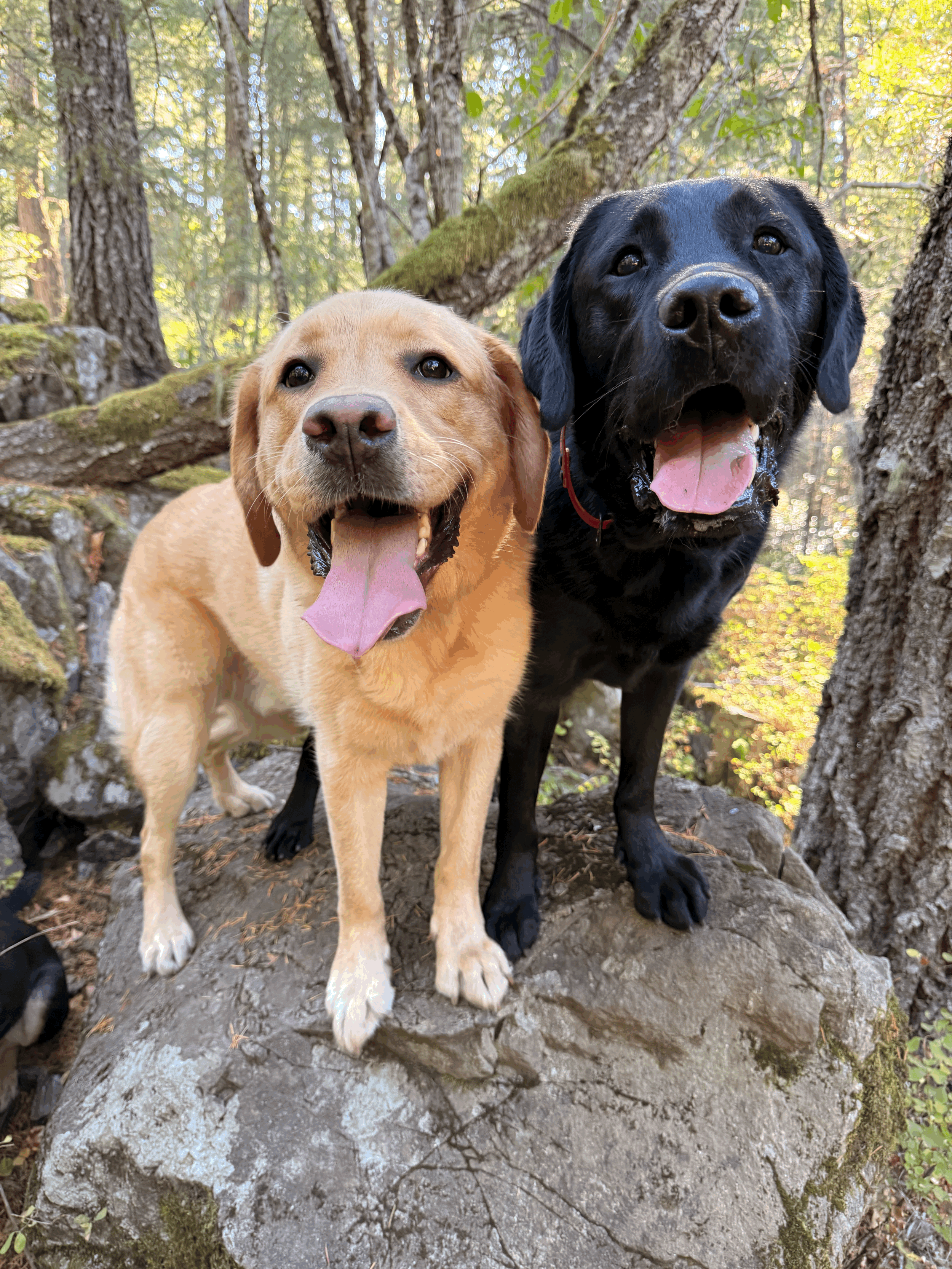 Pawsitive Connections Real-life skills