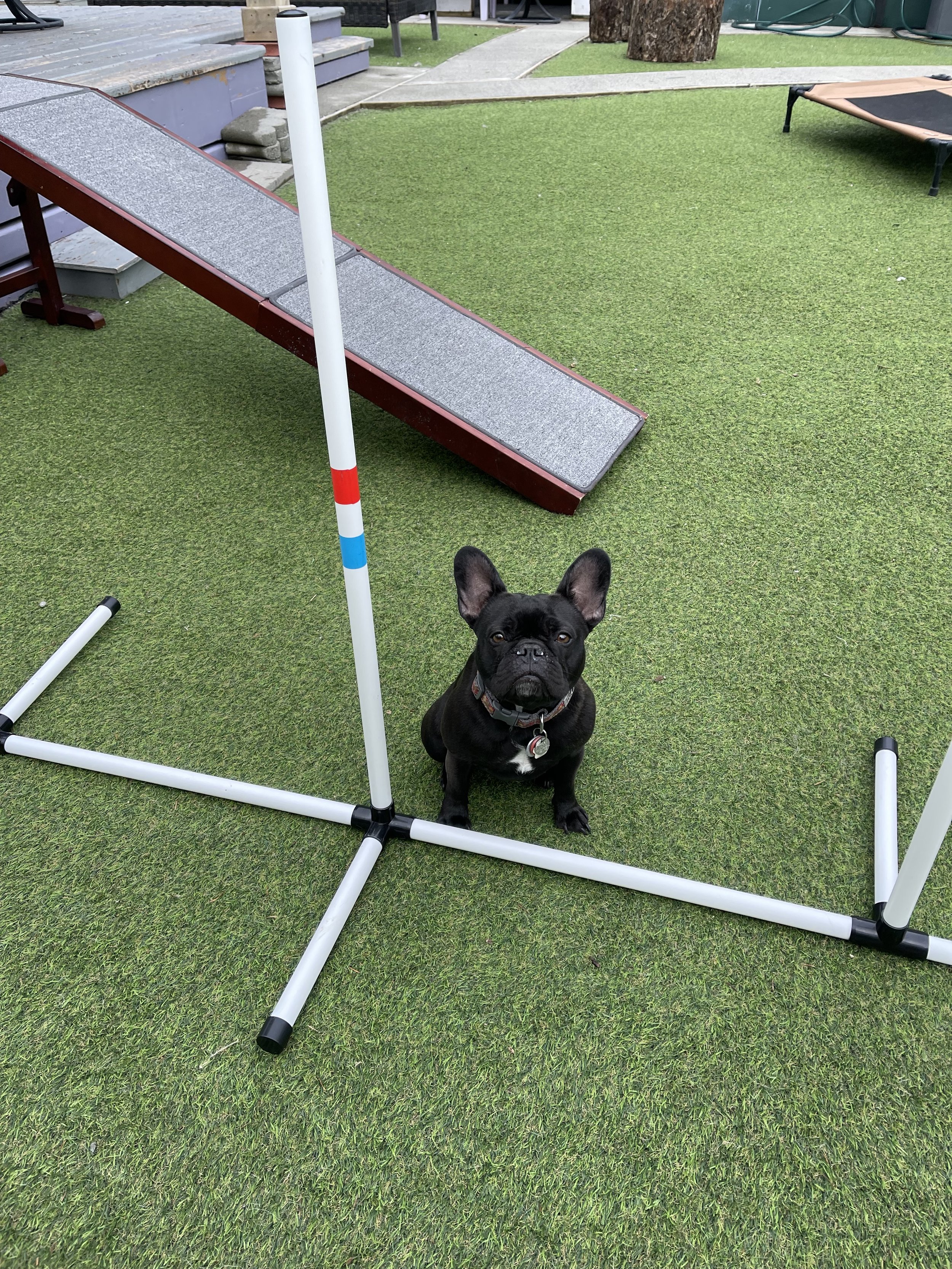 A black French Bulldog sitting on artificial turf next to a dog agility jump obstacle with a ramp in the background.