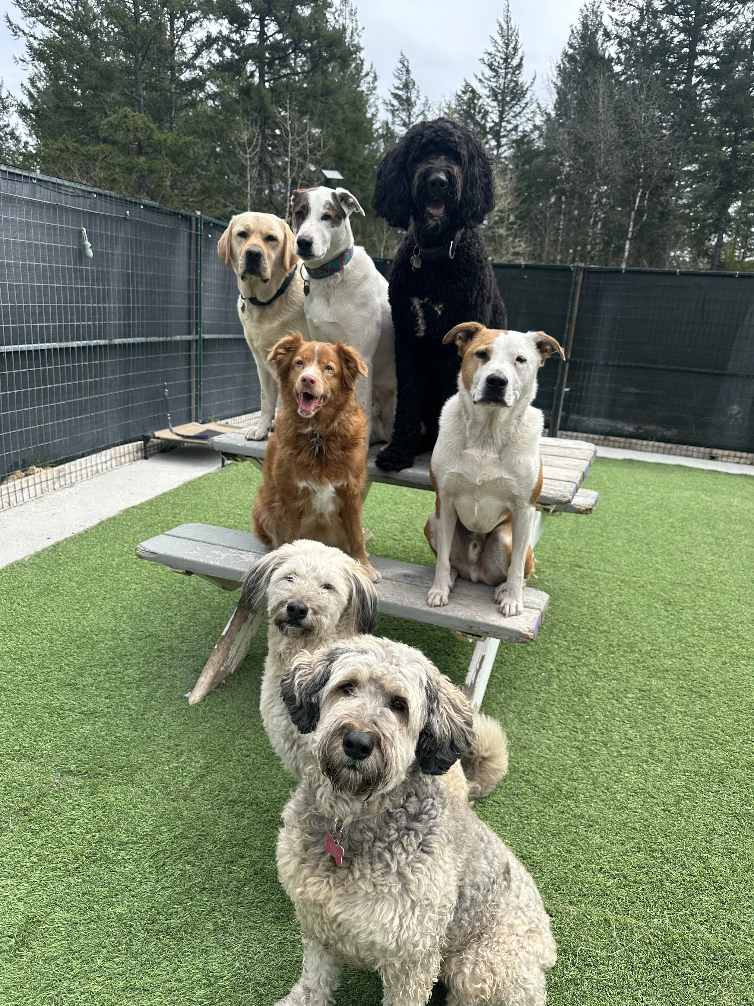 A group of eight dogs of various breeds and sizes standing on and around a small wooden ramp on a grassy outdoor area, with trees and a black fence in the background.