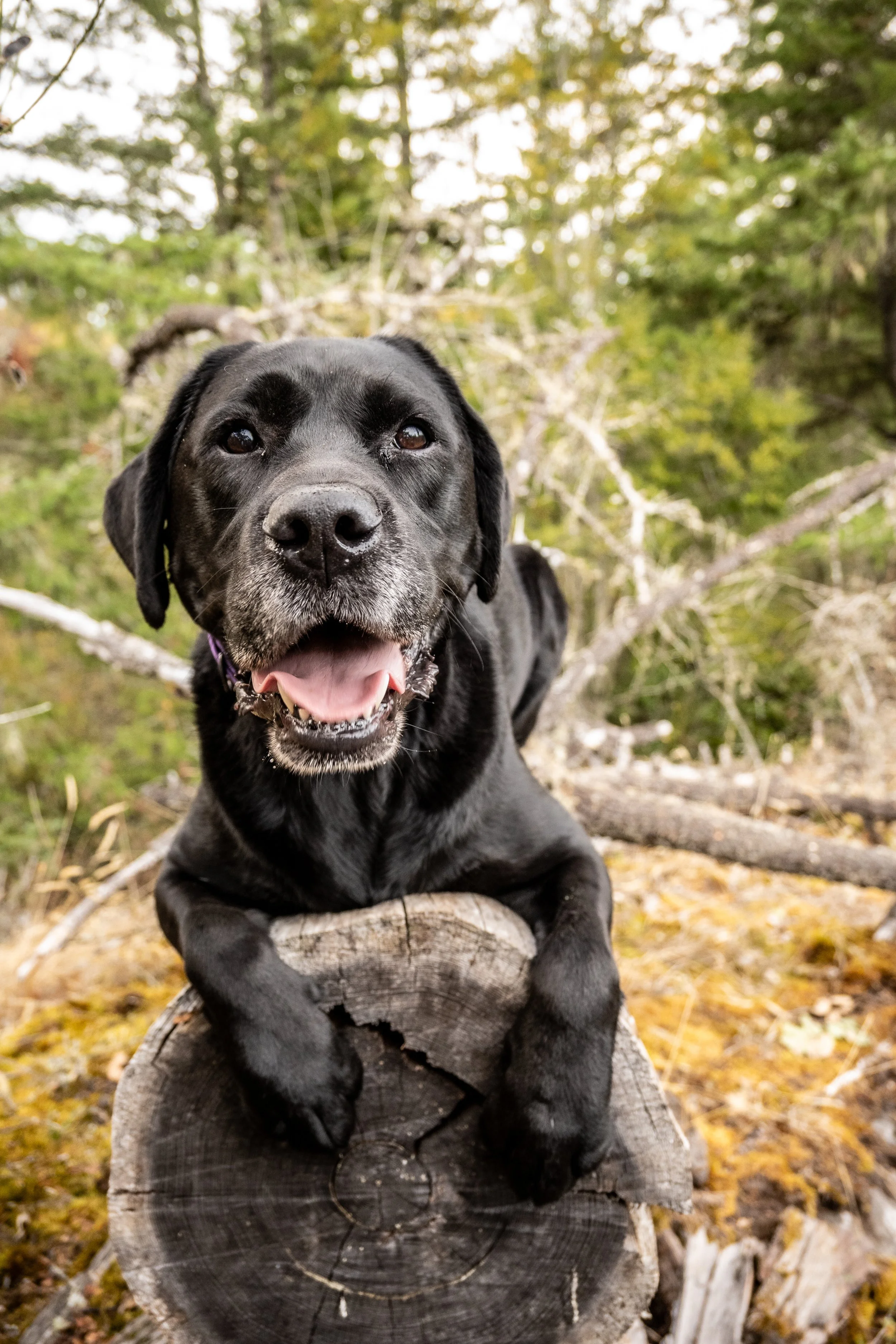 A happy black Labrador retriever puppy resting on a fallen tree in an autumn forest.