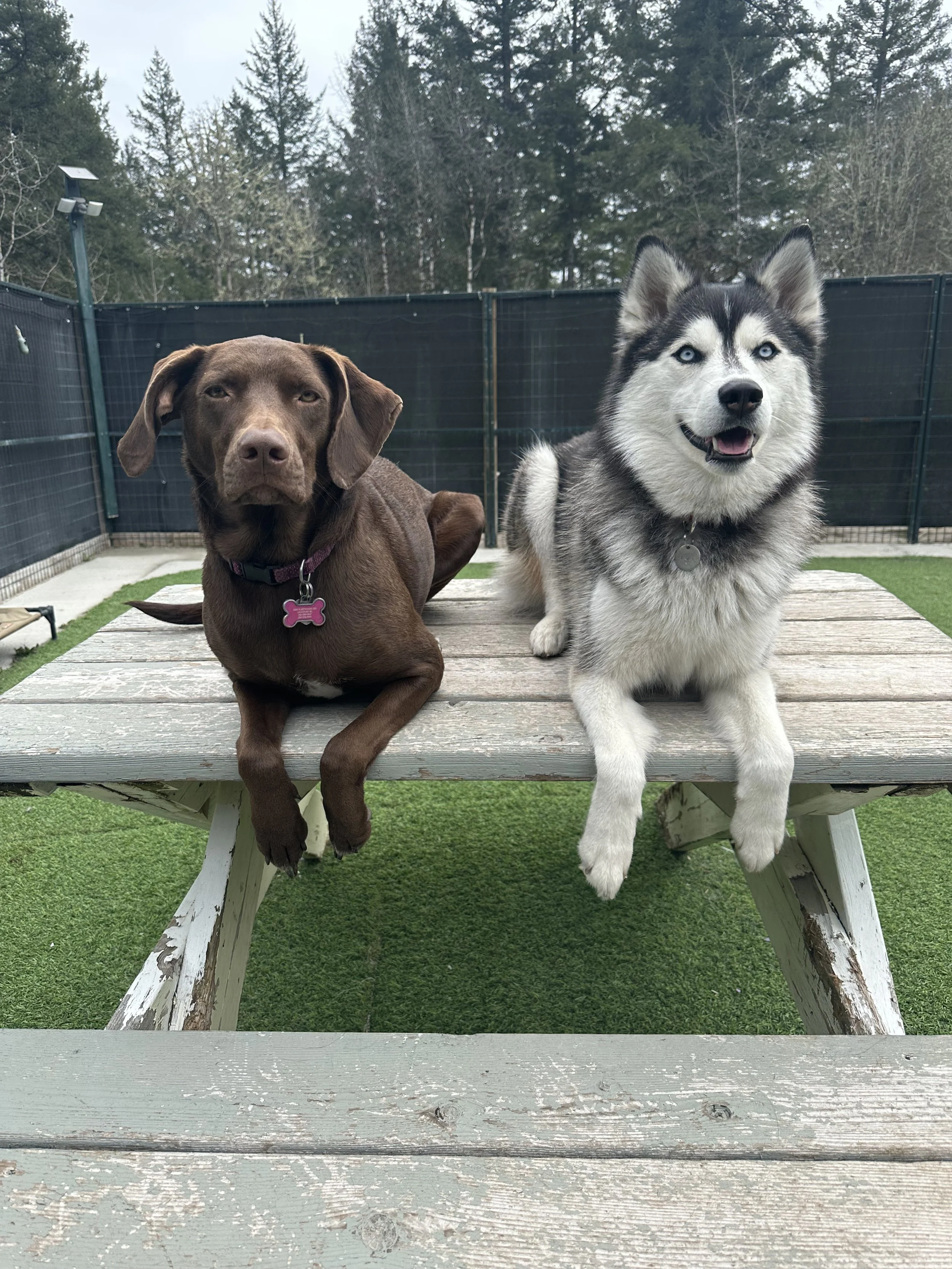 A brown dog and a Siberian Husky sitting on a wooden picnic table outdoors with a green grassy area and trees in the background.