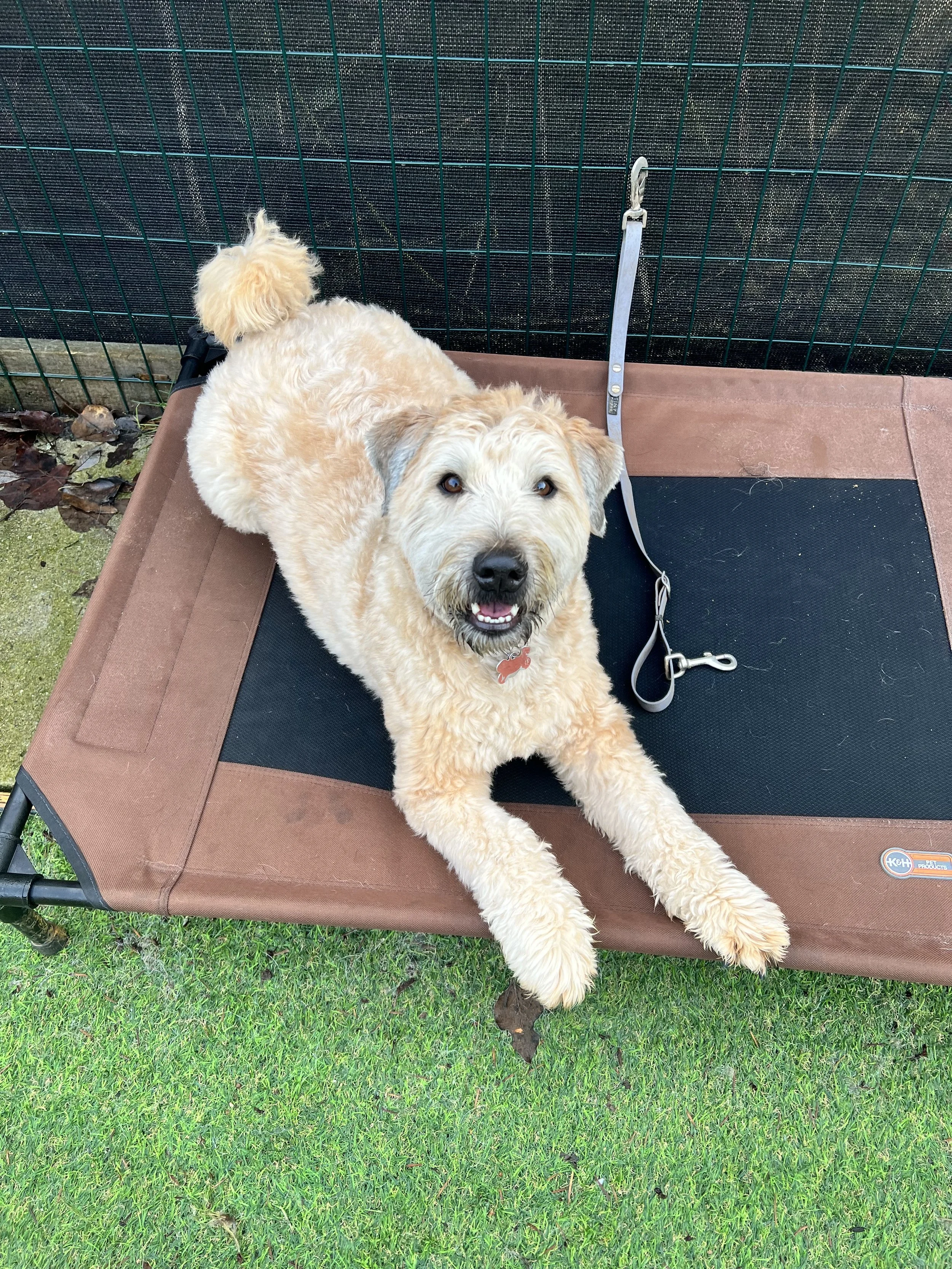 A fluffy, light-colored dog lying on a raised brown and black dog bed outside, looking up at the camera with a happy expression.