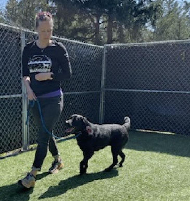 Woman standing on grass, looking at her phone, holding a leash attached to a black dog, inside a fenced outdoor area with trees in the background.