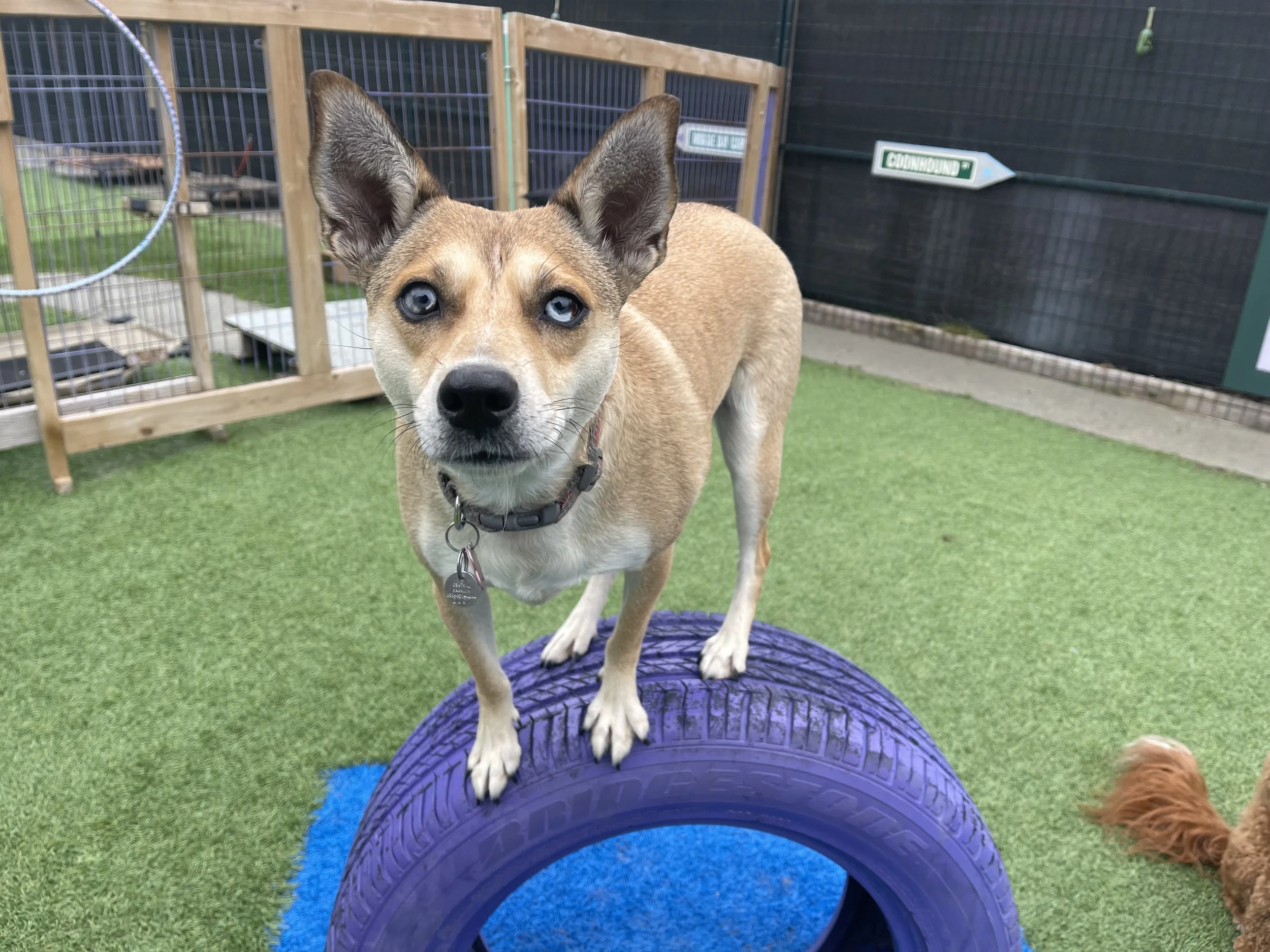 A small dog with tan fur and blue eyes standing on a purple tire at a fenced outdoor dog play area.