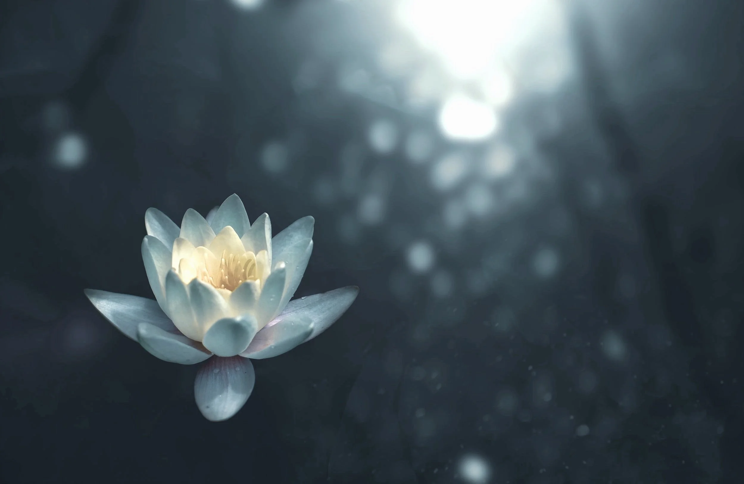 Mindfulness Auckland Yoga Classes Auckland