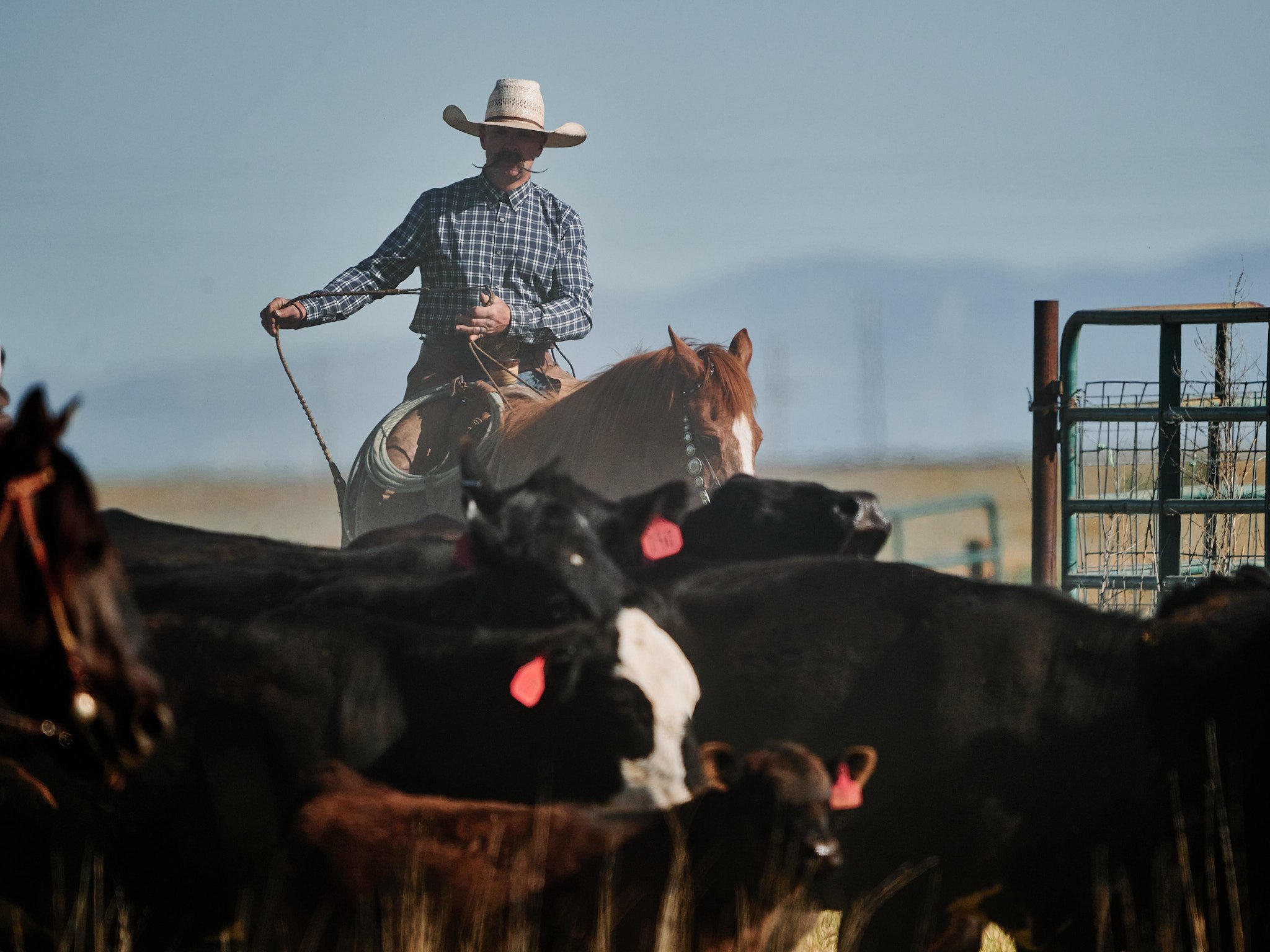 2024_05_18_Cowboy Branding 01055.jpg