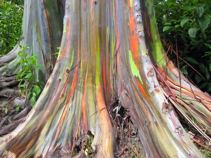 Close-up of a colorful rainbow eucalyptus tree trunk with peeling bark revealing vibrant stripes of orange, green, and cream, surrounded by green foliage.