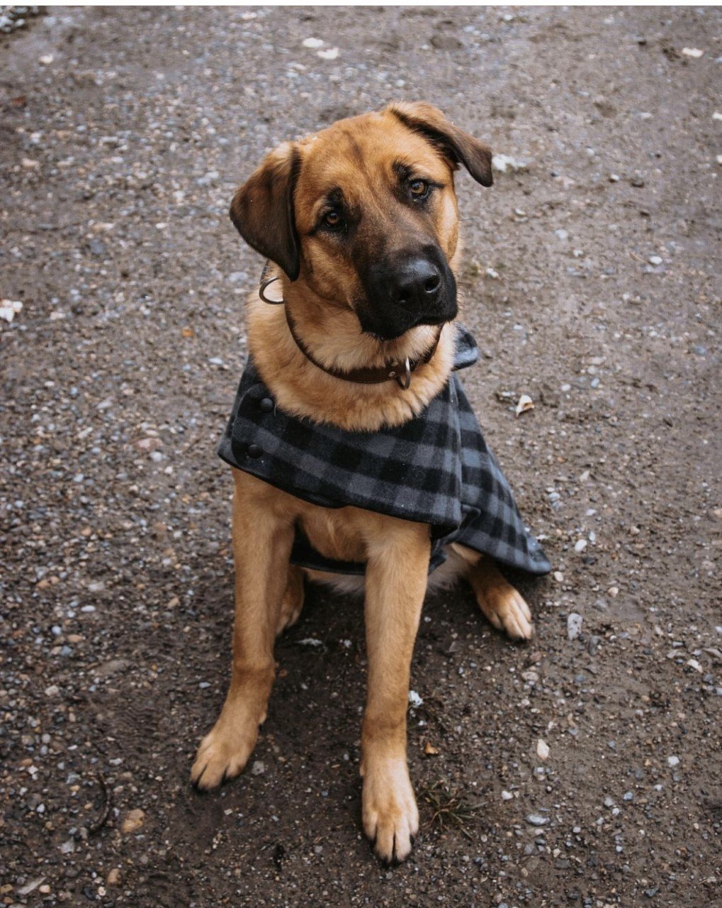 dog 5.jpeg