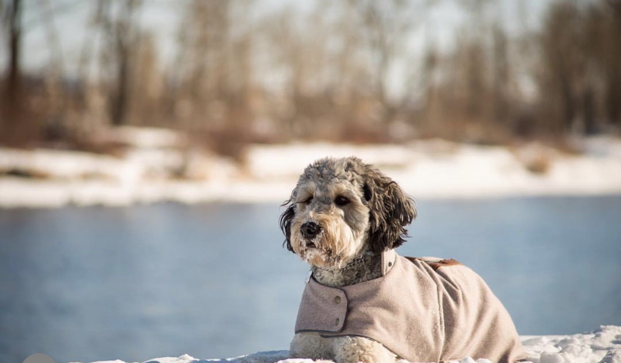 dog 6.jpeg