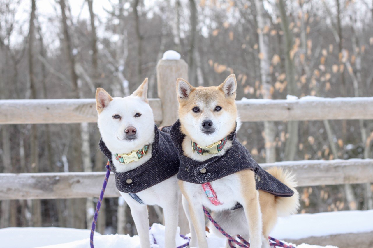 dog 9.jpeg