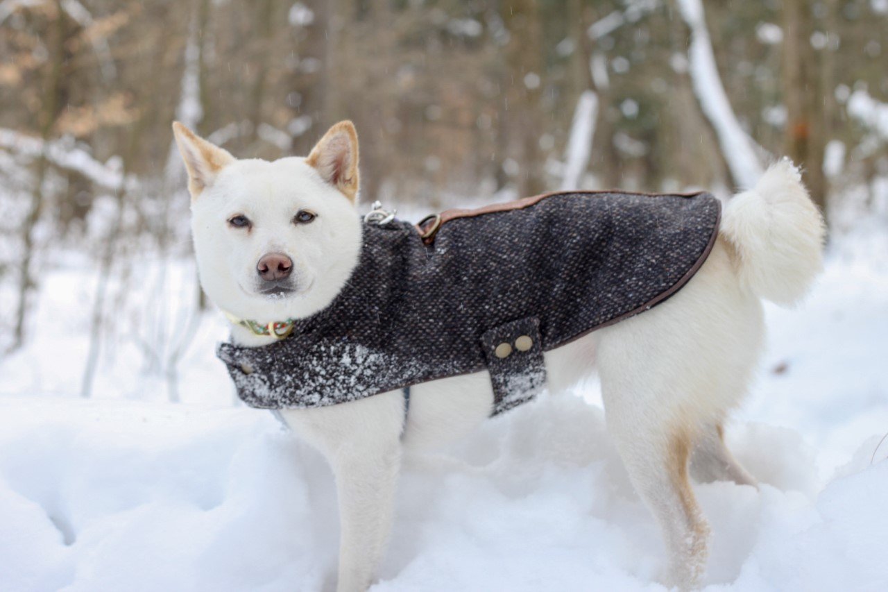 dog 10 .jpeg
