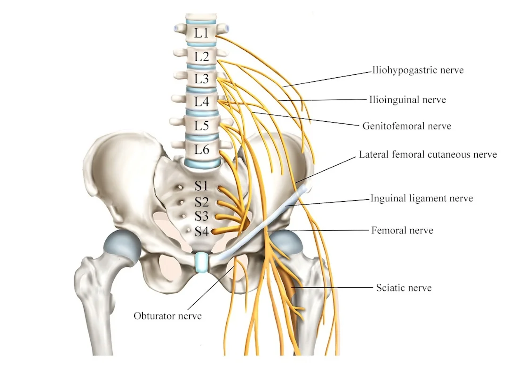Lumbosacral Radiculopathy Physio Express All For One