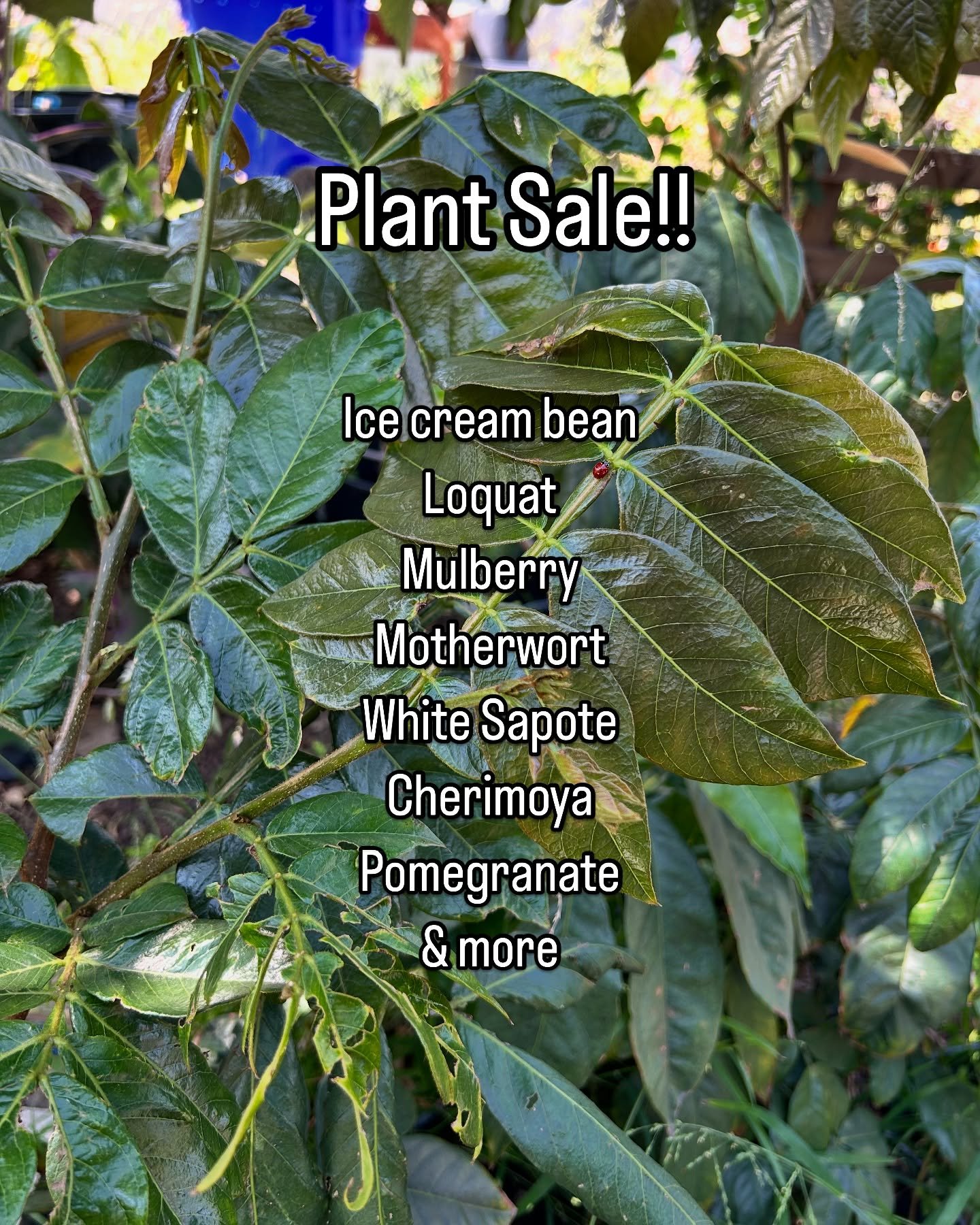 We&rsquo;re reducing our nursery stock! Selling our plants for great prices!! DM us for more info