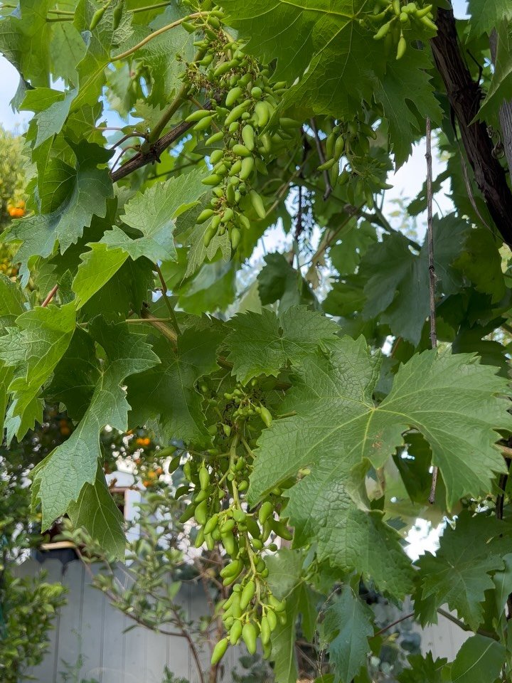 🍇 Semi rooted grape &ldquo;Zestful Waterfall&rdquo; cuttings available for free! La Jolla pick up. Share with your friends and grape lovers
❤️ Message for details