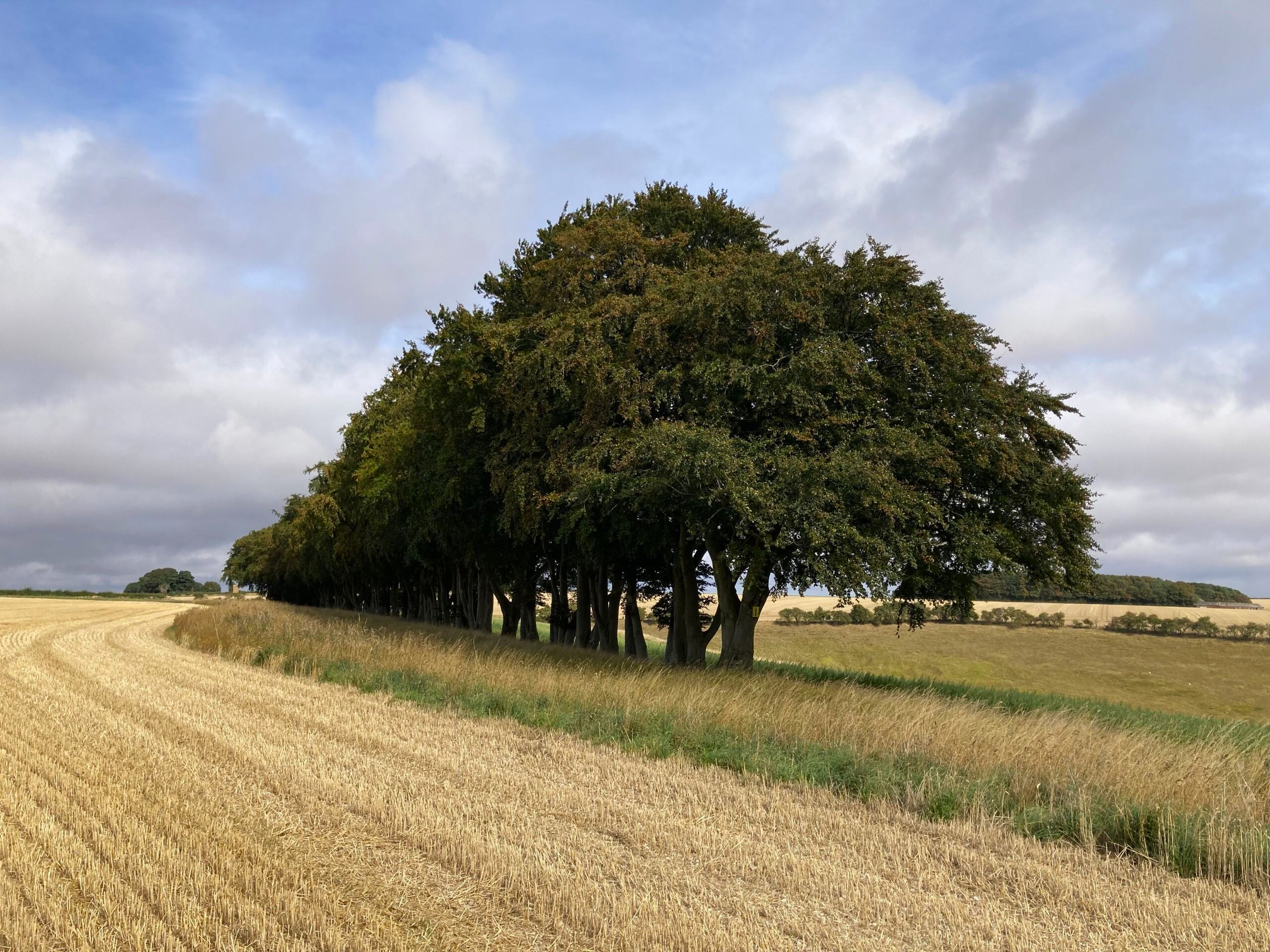 Image 2 for photo section (1).png