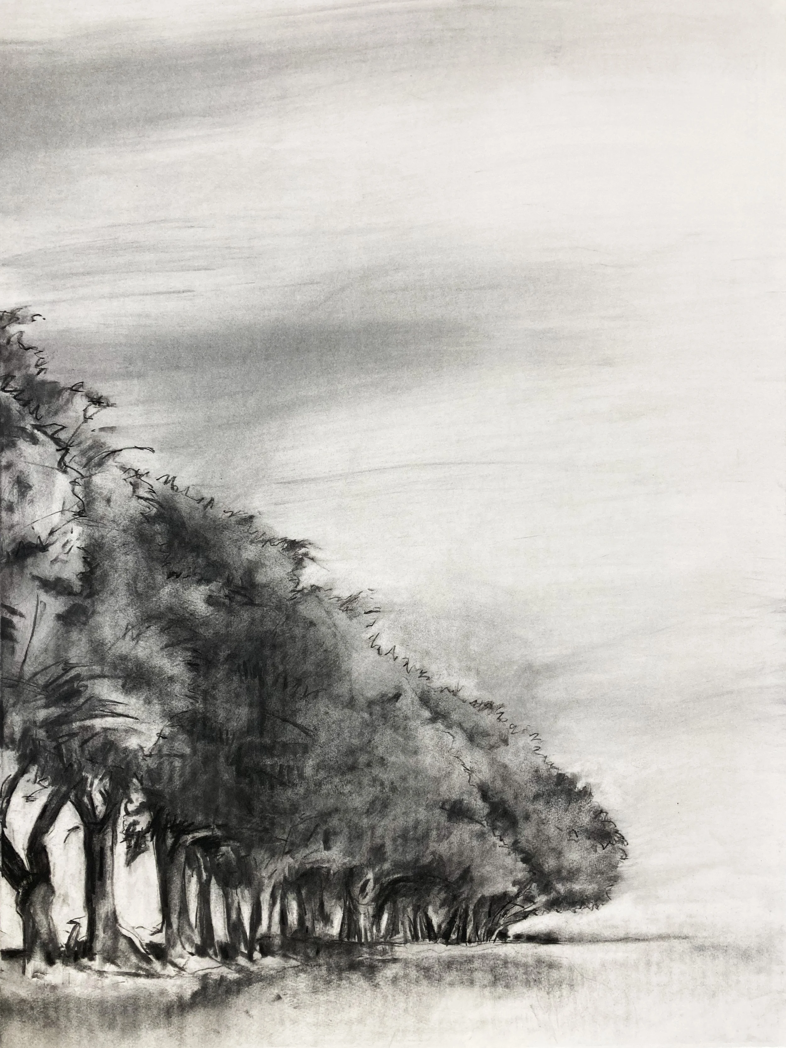 Trees above Burdale 3 ( 2025, 1695 x 760mm) Charcoal.jpg