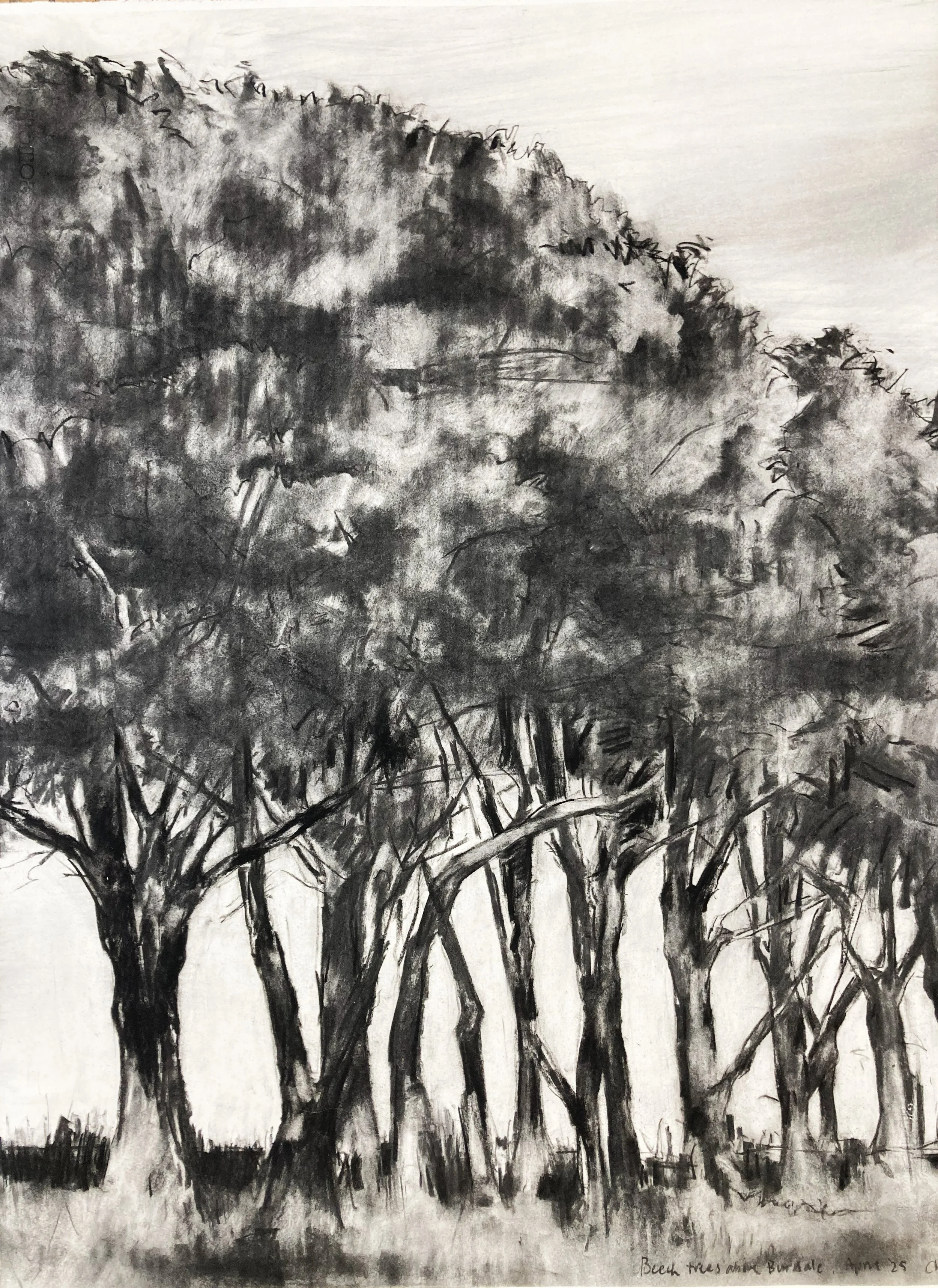 Trees above Burdale 2 ( 2025, 1695 x 760mm) Charcoal.jpg