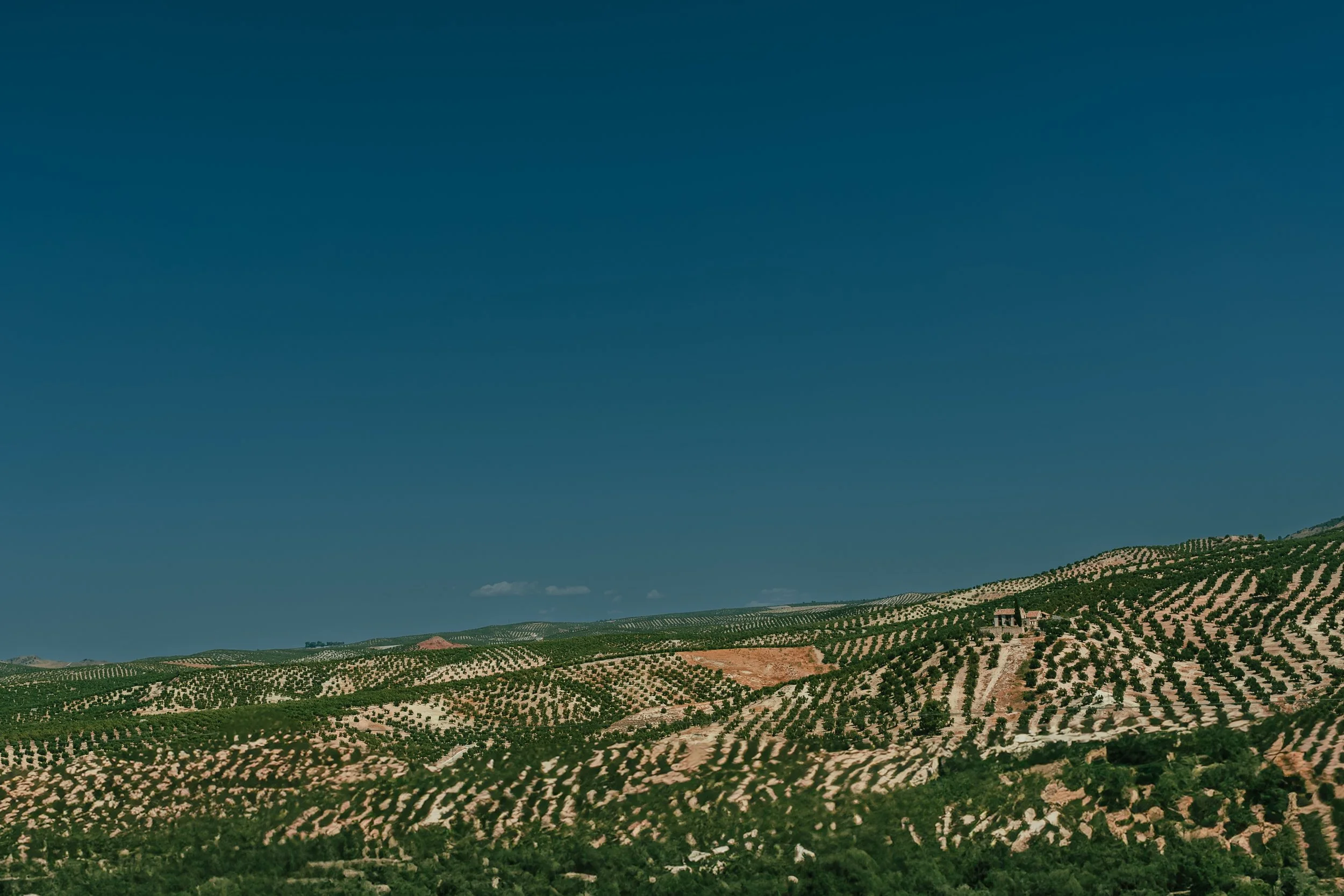 030_Olive_Fields_Sky_Spain_2024.jpg