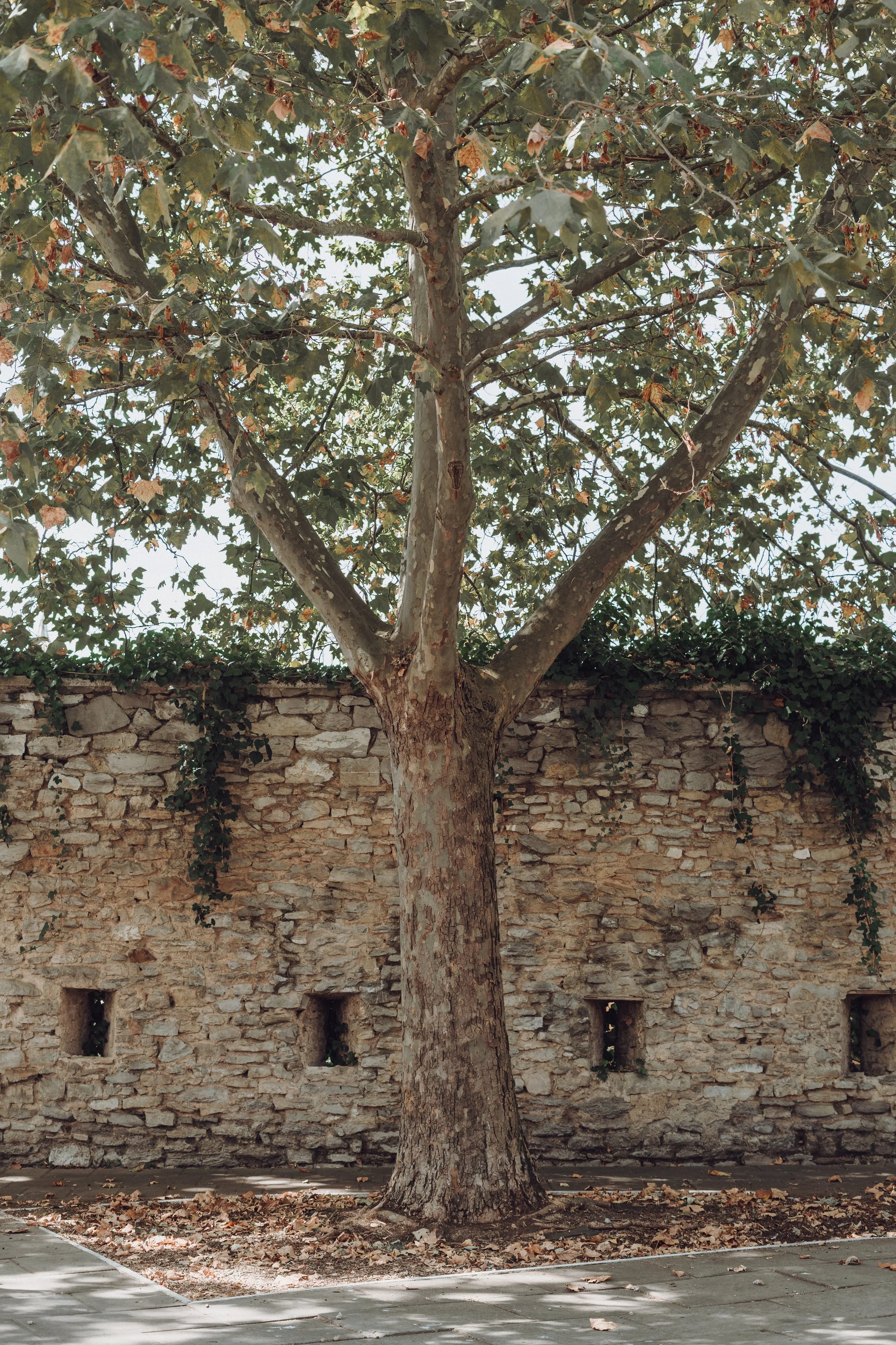 106_Tree_and_stone_wall_spain_2022.jpg