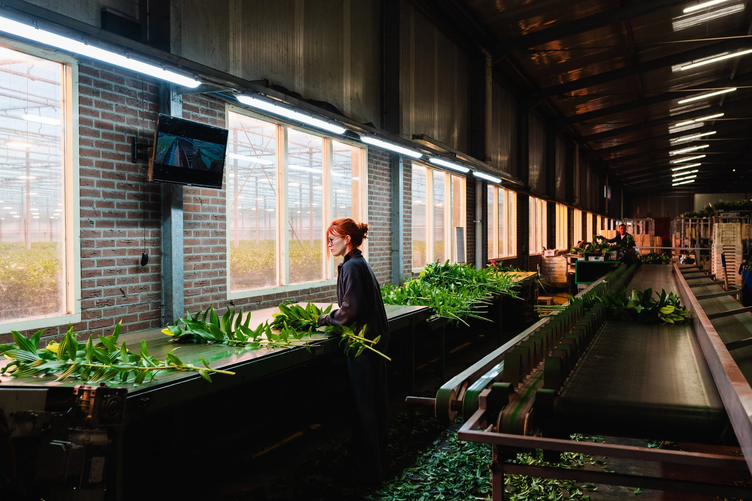 A woman working with green plants inside a greenhouse or plant nursery, with rows of plants and large windows letting in sunlight.