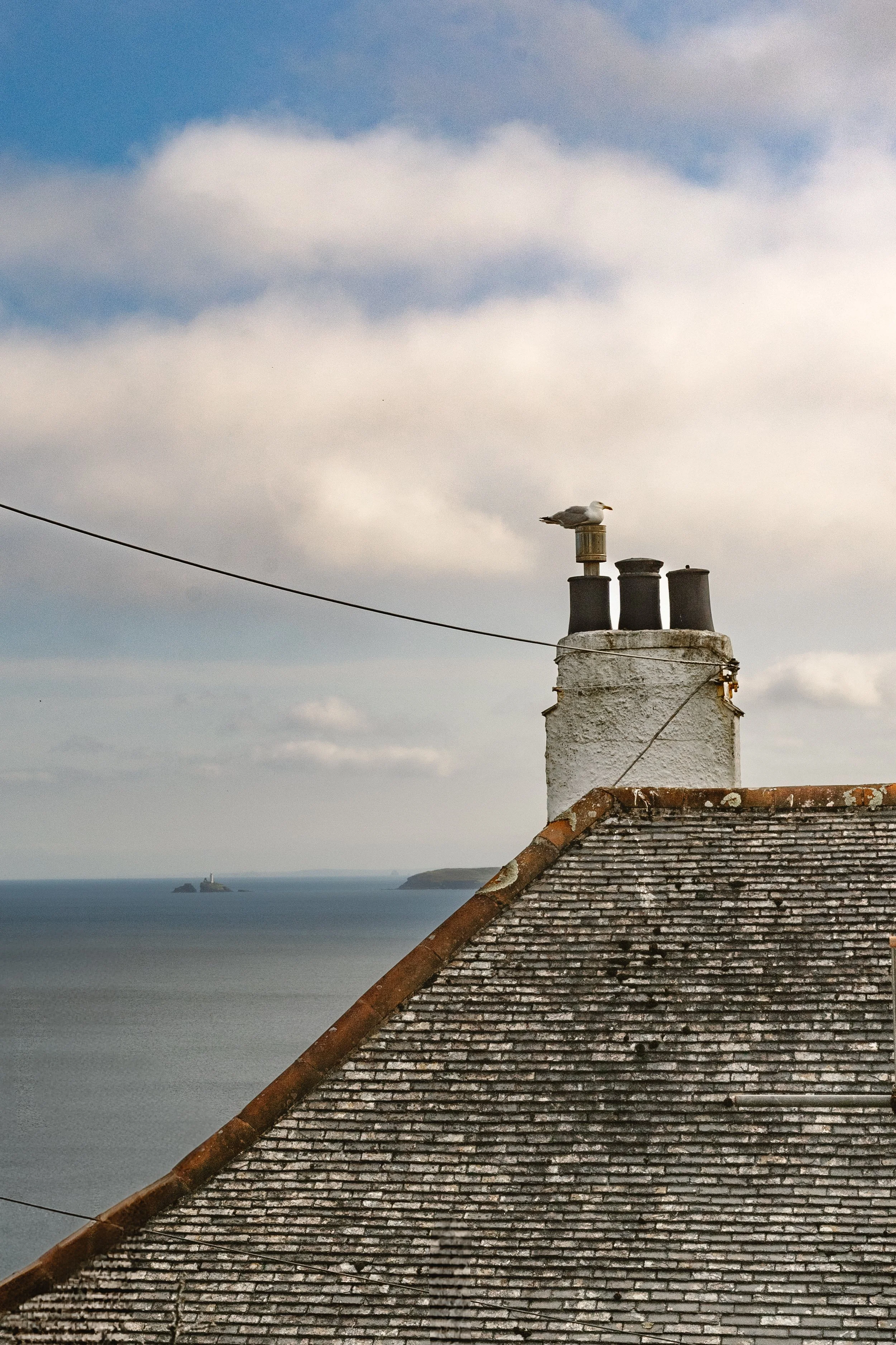 101_Seaside_Rooftop_seagull_Cornwall_England_2023.jpg