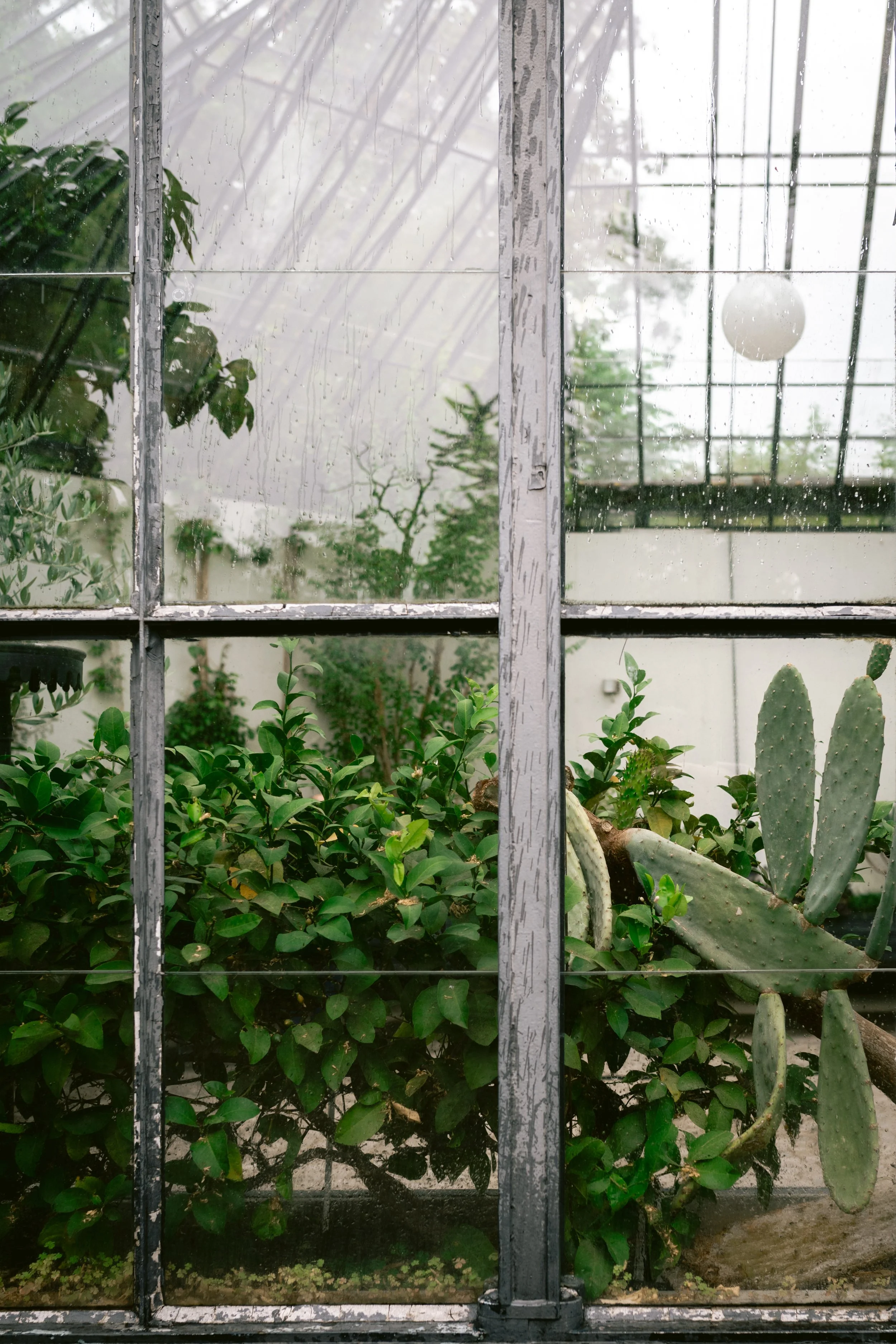 078_Rainy_Greenhouse_Zurich_2024.jpg