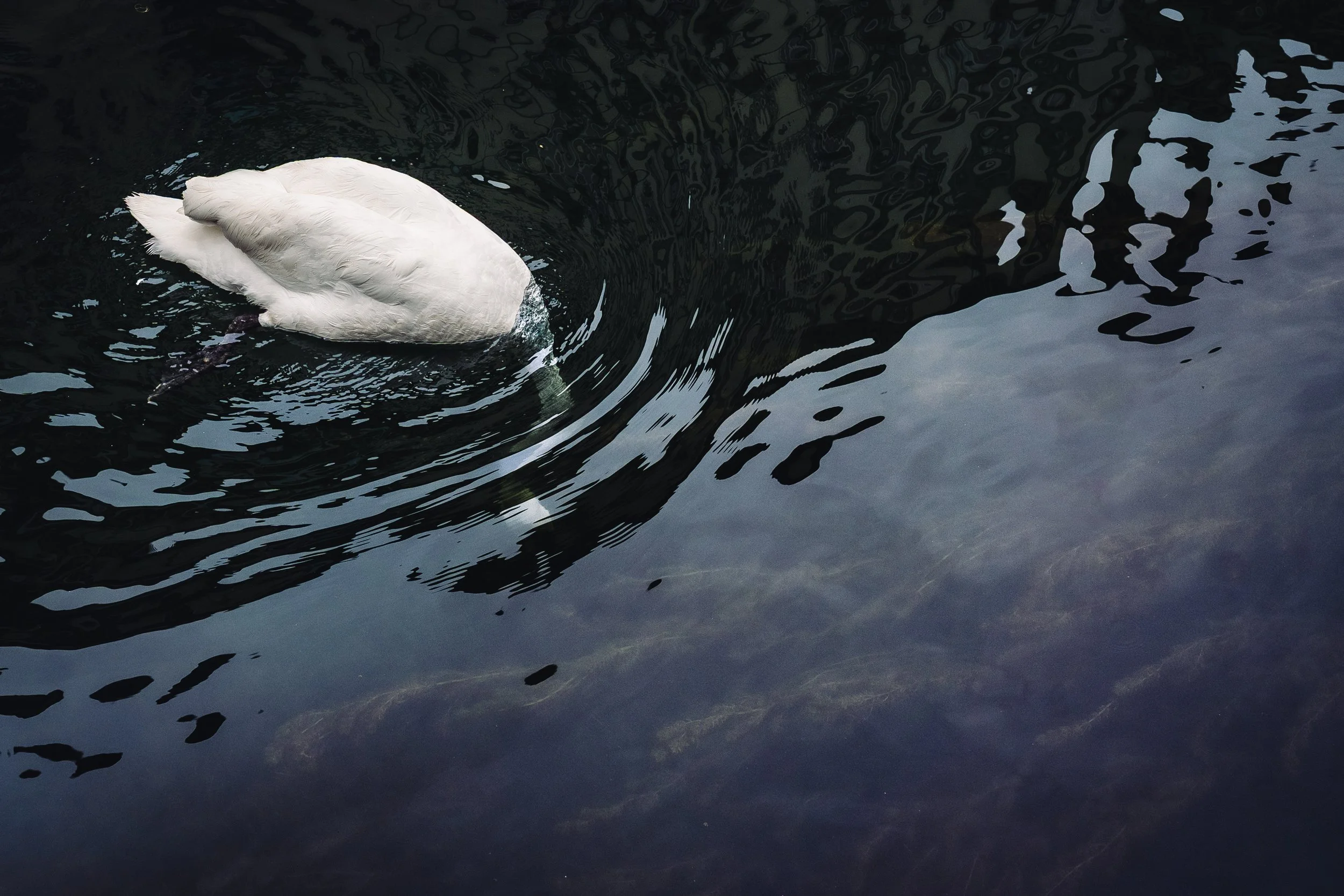085_Diving_Swan_Zurich_2024.jpg