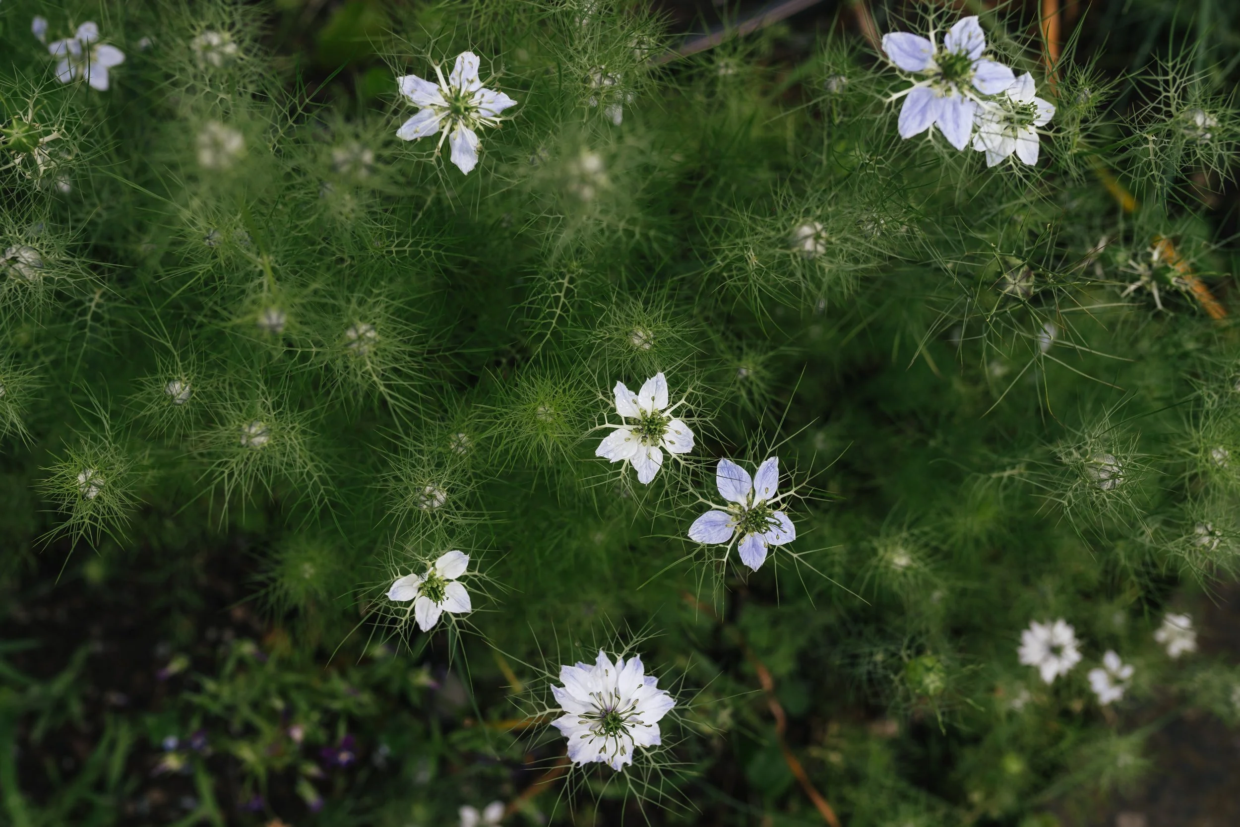 077_White_Flowers_Zurich_2024.jpg