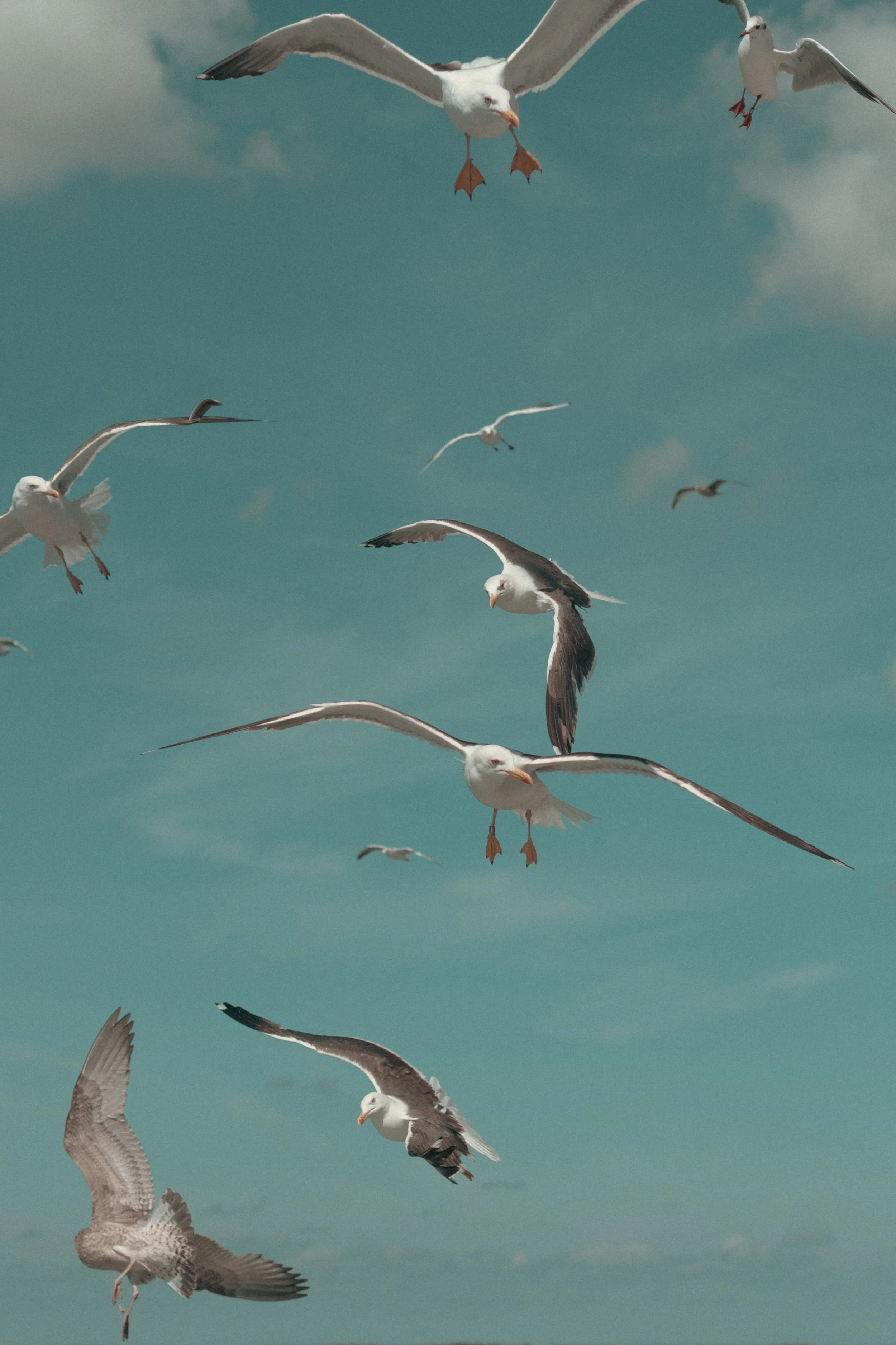 114_Seagulls_in_the_sky_Texel_Netherlands_2019.jpg