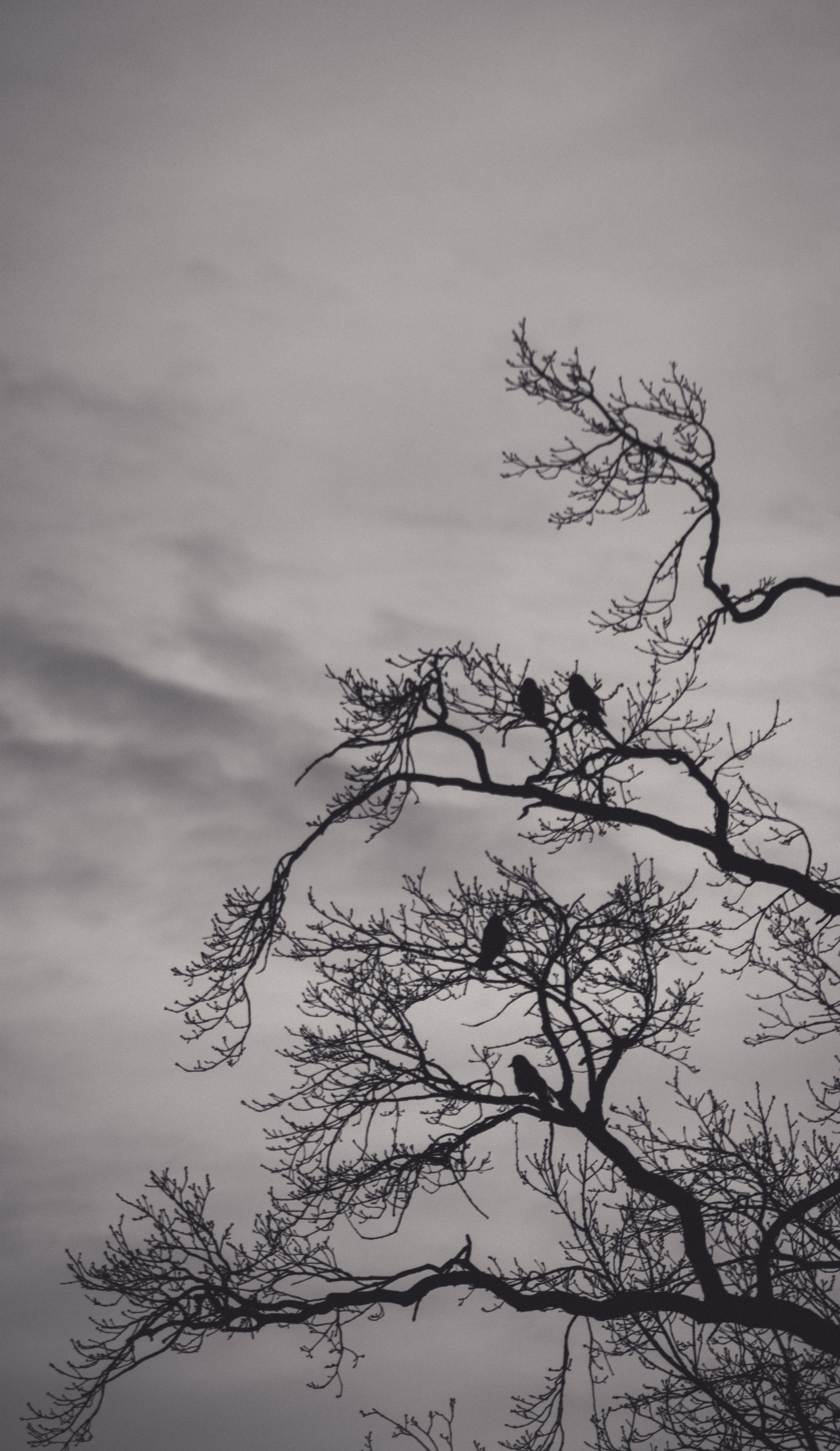 Trees and Birds-13.jpg