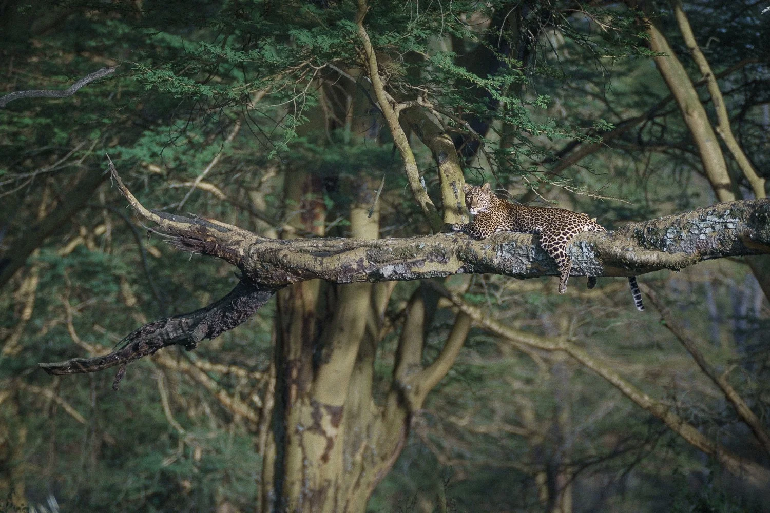 Leopard i solnedgang