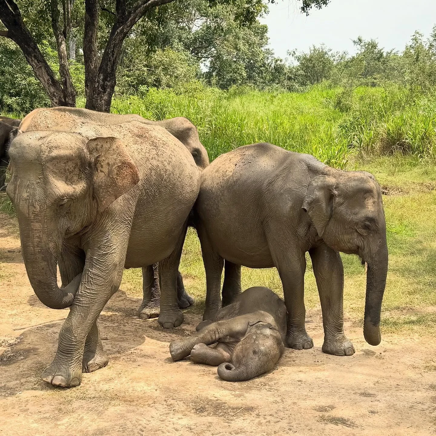 ✨ I M  B A C K  B A B Y ! ✨

Hey! 👋🏽 I&rsquo;m back from my absolutely epic honeymoon in stunning Sri Lanka - what a place!!! 
The people, wildlife, food, history, scenery, I&rsquo;ll never get over it! ❤️🙏🏽 🤯 

I *think* I&rsquo;ve replied to a