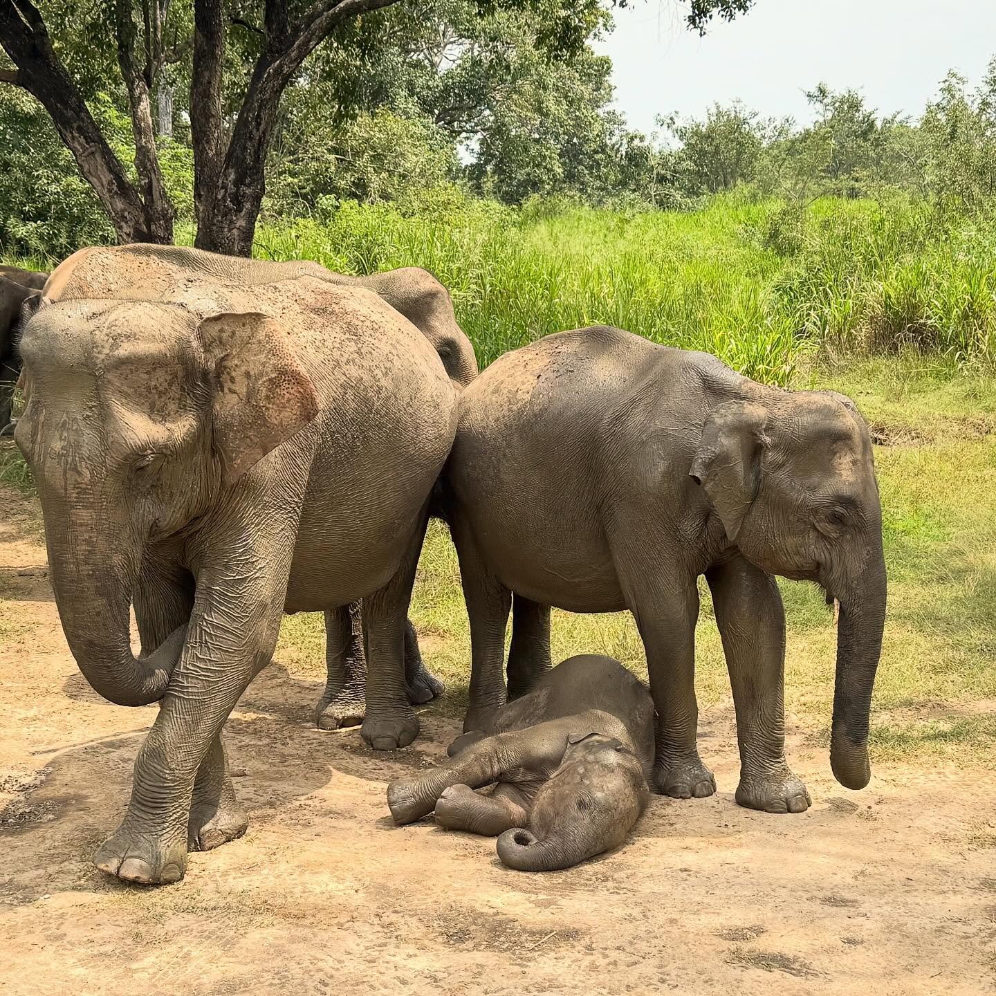 ✨ I M  B A C K  B A B Y ! ✨

Hey! 👋🏽 I&rsquo;m back from my absolutely epic honeymoon in stunning Sri Lanka - what a place!!! 
The people, wildlife, food, history, scenery, I&rsquo;ll never get over it! ❤️🙏🏽 🤯 

I *think* I&rsquo;ve replied to a
