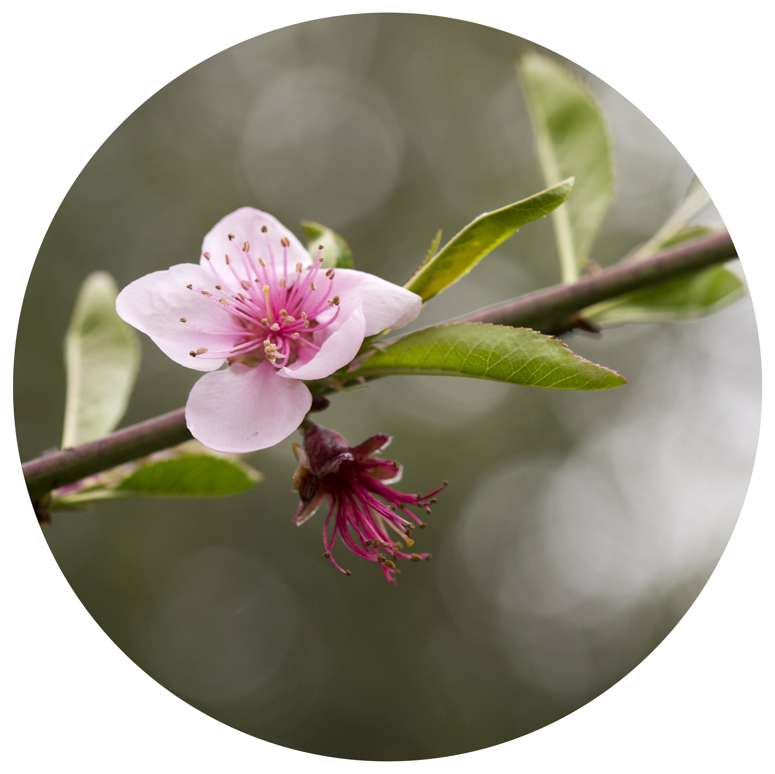 blossom 2.jpg