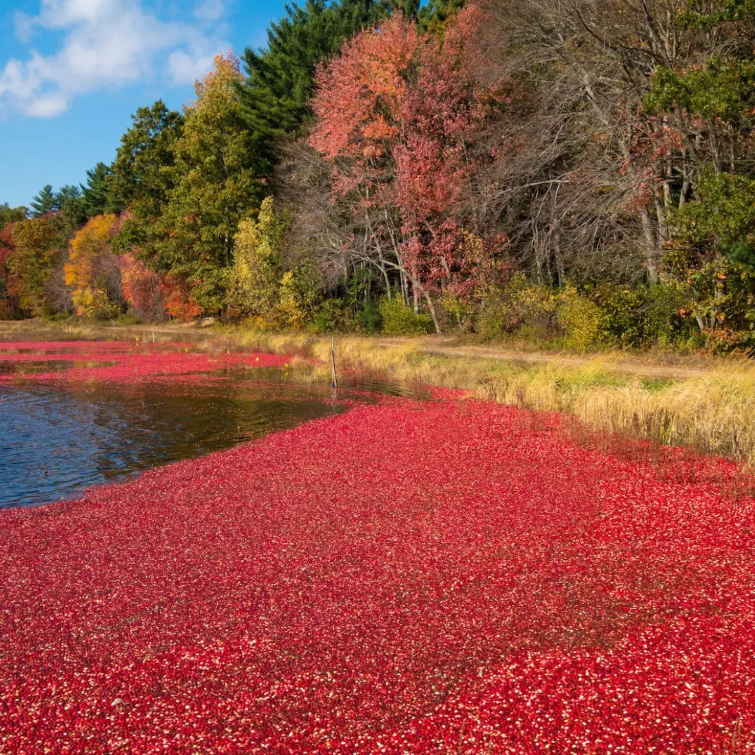 Cranberry Bogs