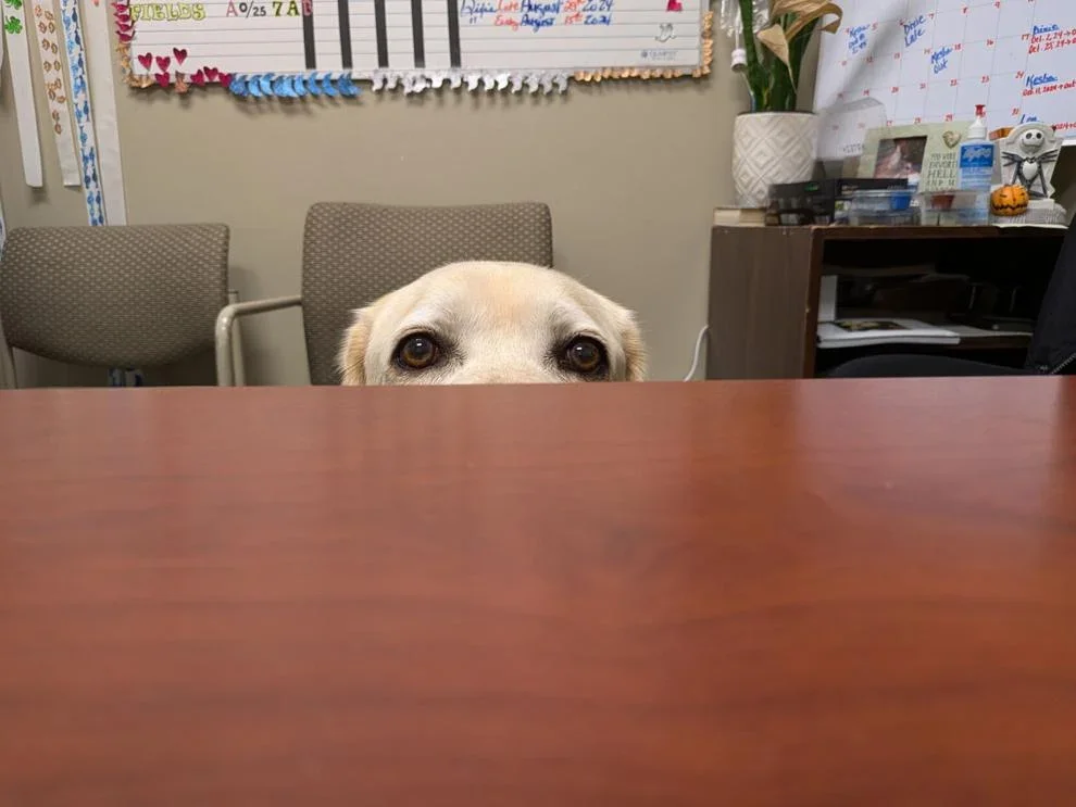 Meet Diesel: 19th JDC Trained Facility Dog