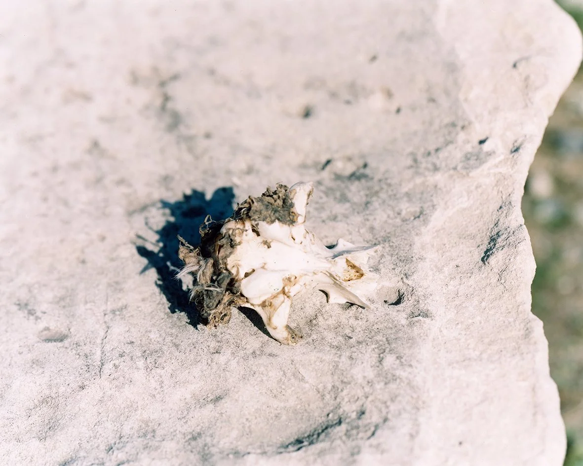 bleached skull.jpg