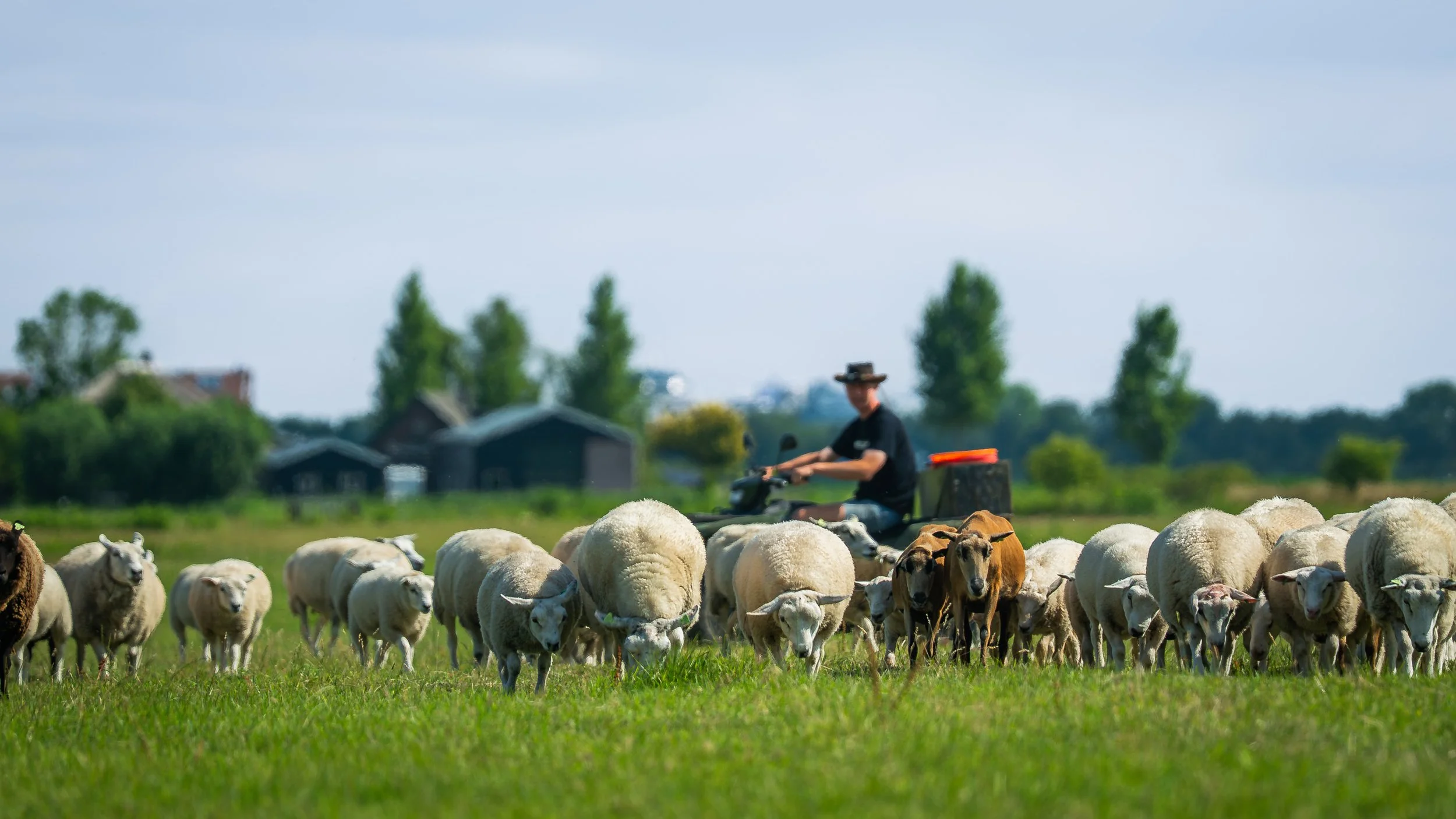 Hoe wij bijdragen aan een duurzame schapenhouderij