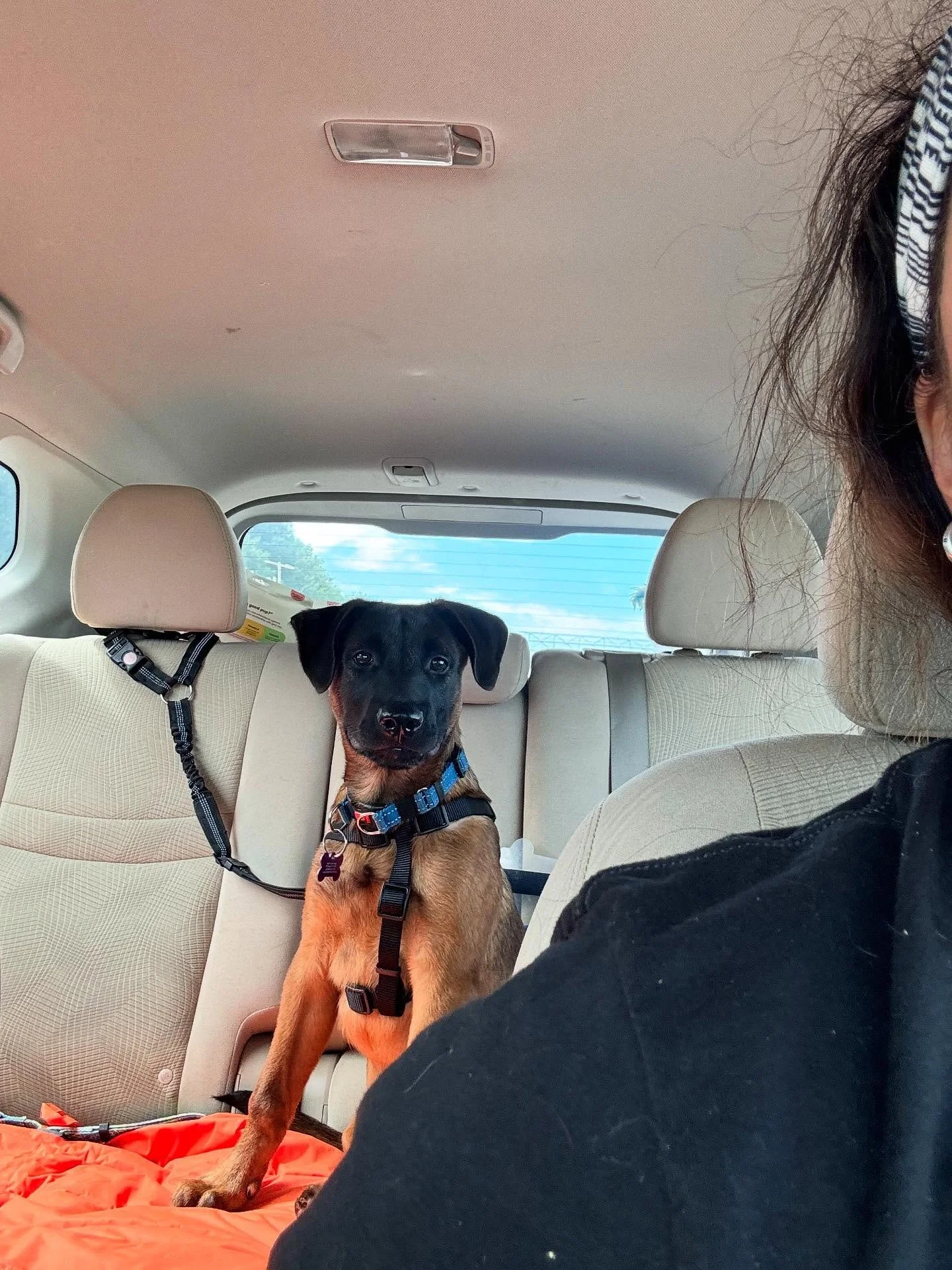 Viggo is with me today while his foster person is taking a class. He&rsquo;s learning about farm life and how to be a good car rider! 🥰 

🤩Viggo is available for adoption through @madrescue 🤩

#dogtrainer #bocaraton #malipuppy #malinoispuppy #pupp