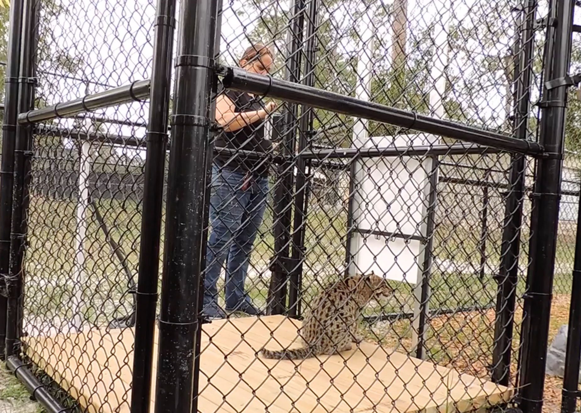 Crate Training, Shifting, and Trailer Loading - What’s the Secret? 
