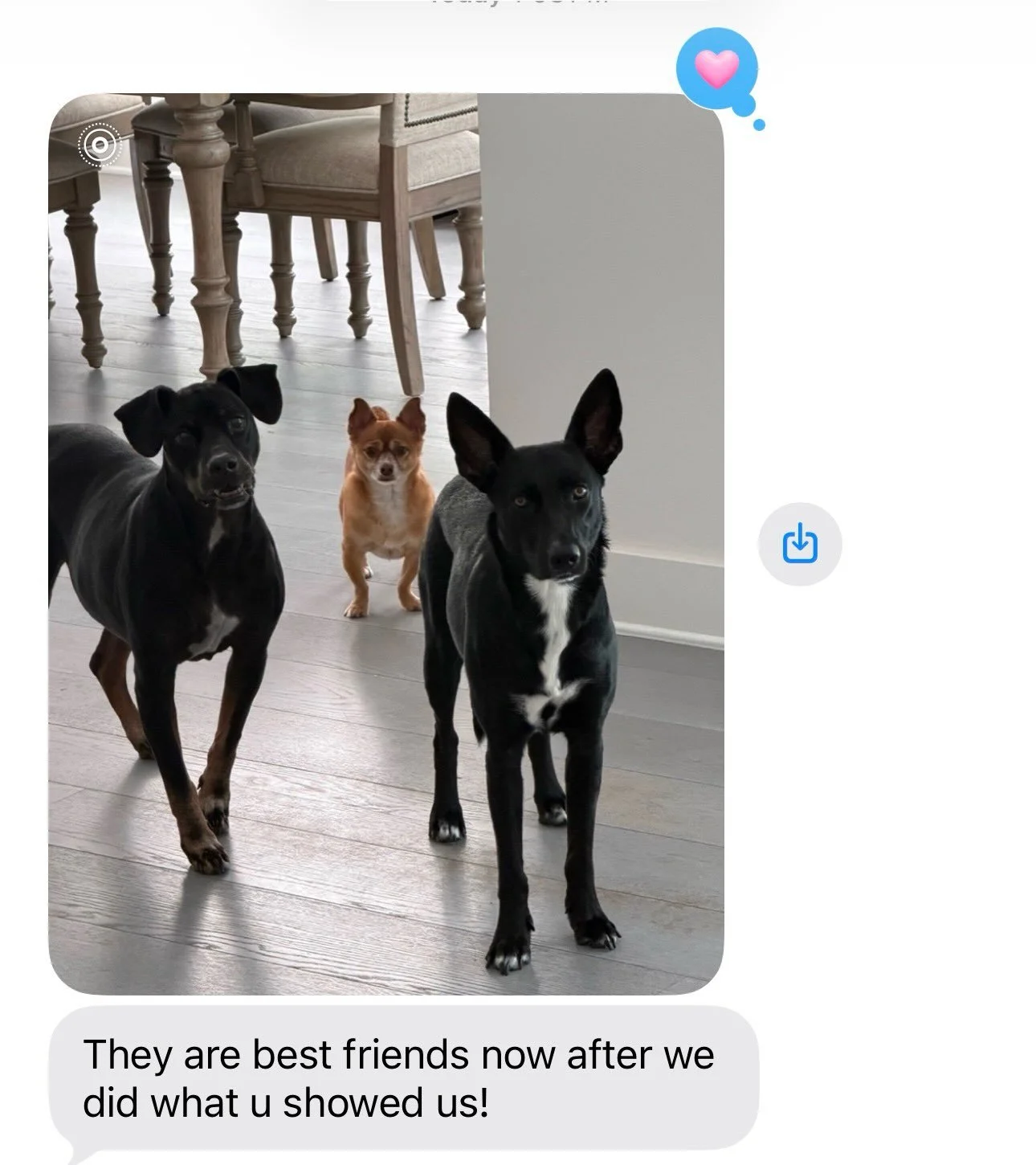 Love it when I get updates like this from pet parents! 

@shana_lockard had me come out to help with these two pups because they weren&rsquo;t so sure of each other in the beginning. 

We went over some management strategies and how to create positiv