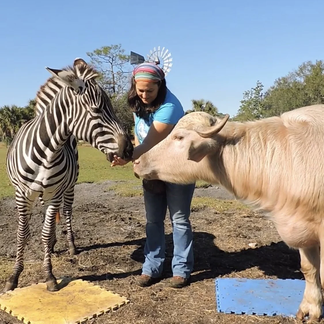 A woman wearing a headband and blue shirt petting a zebra and a water buffalo in a grassy outdoor area on a sunny day.