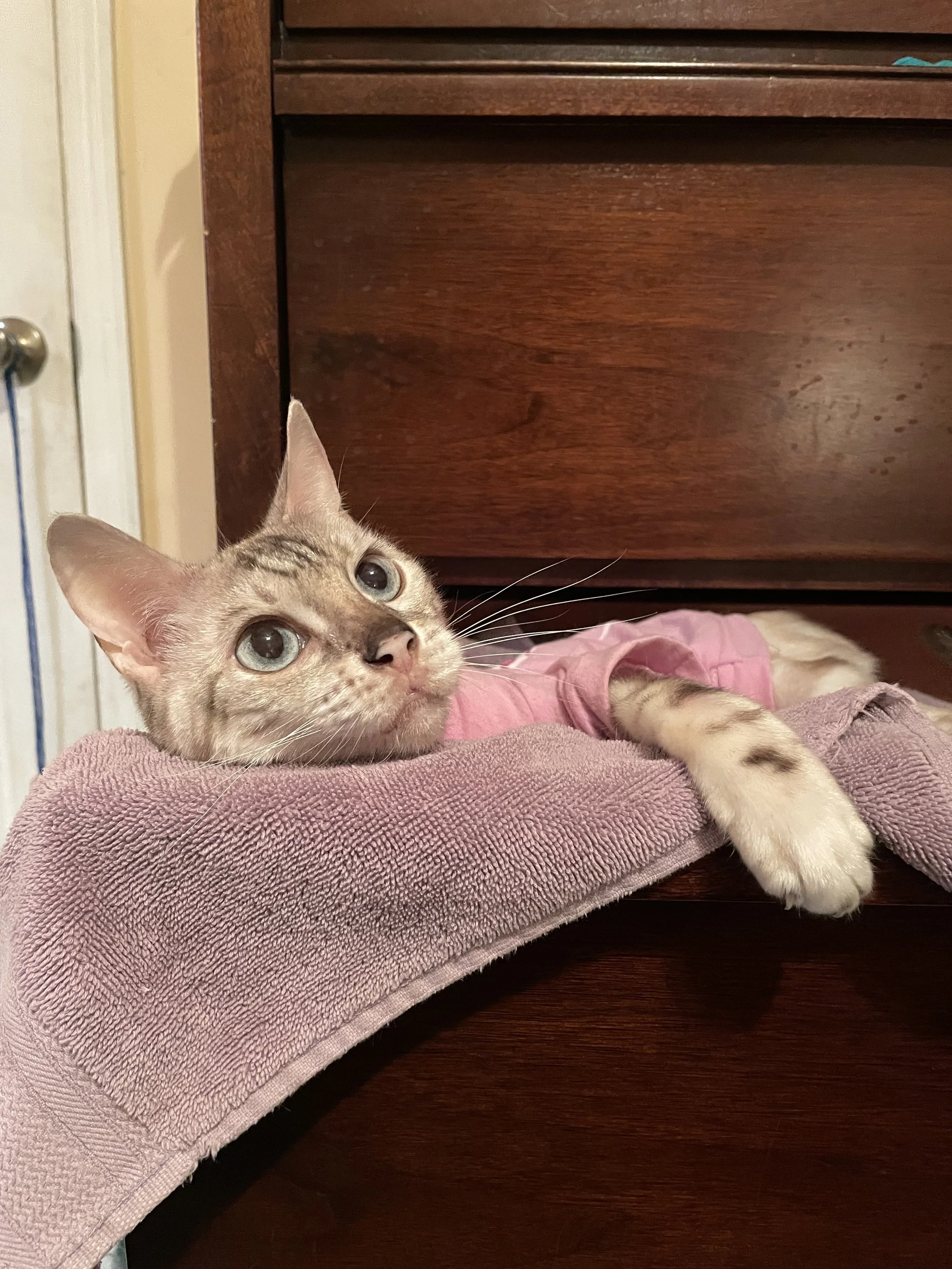 A cat lying on a pink towel. The cat is wearing a pink garment and resting its head and paw on the towel. The background includes a wooden piece of furniture and a door.