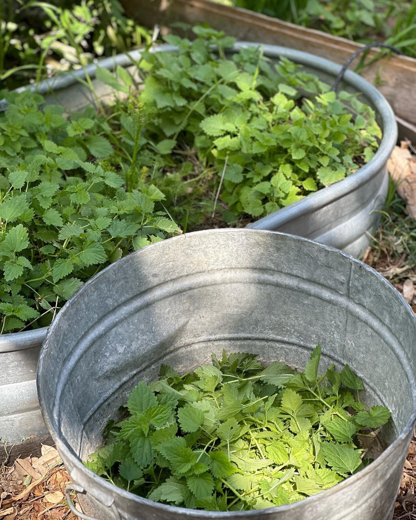 Stinging nettle (Urtica dioica) is a POWERHOUSE!!! We have so many plants growing on the farm. 

The dried herb makes a nourishing herbal infusion that packs more energy per cup than any stimulant&hellip;Tired teenagers, sleep-deprived new moms, stre