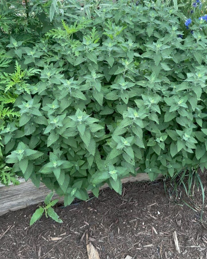 This was an &lsquo;instructional video&rsquo; for a teacher on how to harvest catnip &amp; I also wanted to share it with you because we should all be growing catnip 🌱It&rsquo;s a gorgeous plant, easy to grow, a wonderful medicinal herb &amp; if you