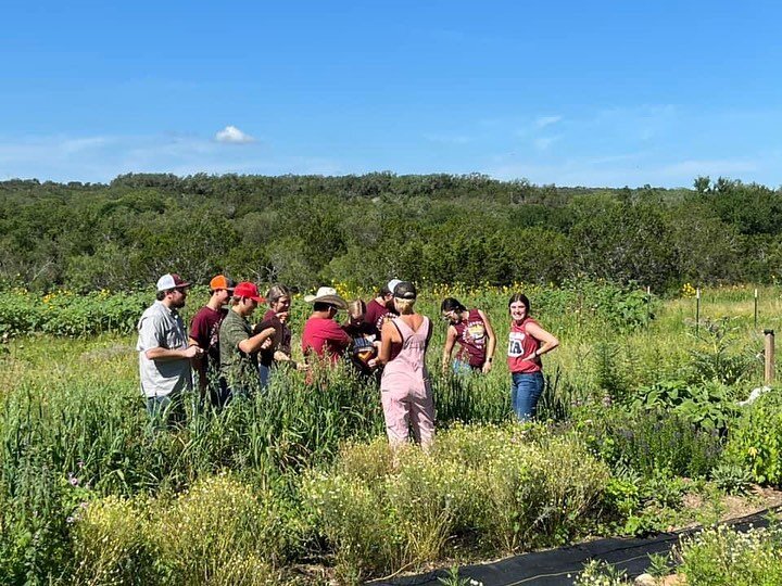 FIELD TRIP - Milano High FFA students came out to the farm to learn about what we do and get their hands dirty.  Such a great group of kids who are mostly into ranching, but I think by the end of the day, I&rsquo;ve convinced some to take on regenera