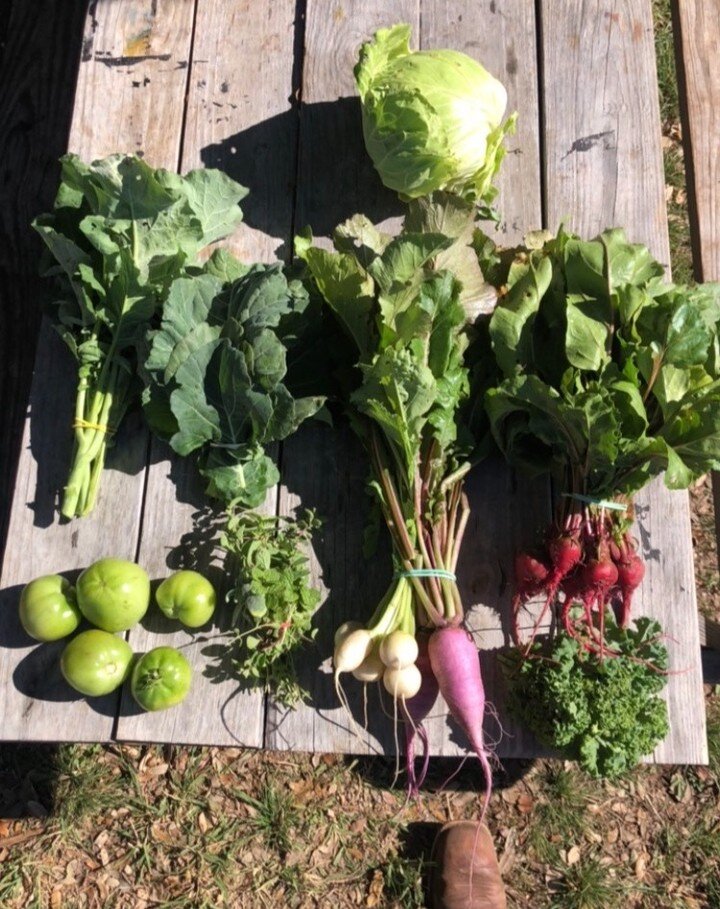 🌿 Fresh from the Fields at Hamilton Pool Vineyards and Farms! 🌿

Introducing our CSA Box Subscription for this week - an ode to wholesome goodness! 📦✨

Small Box: 🌱

Green Tomatoes 🍅
Collard Greens 🥬
Root Mix 🥕
Broccoli Rapini 🥦
Herb Medley o