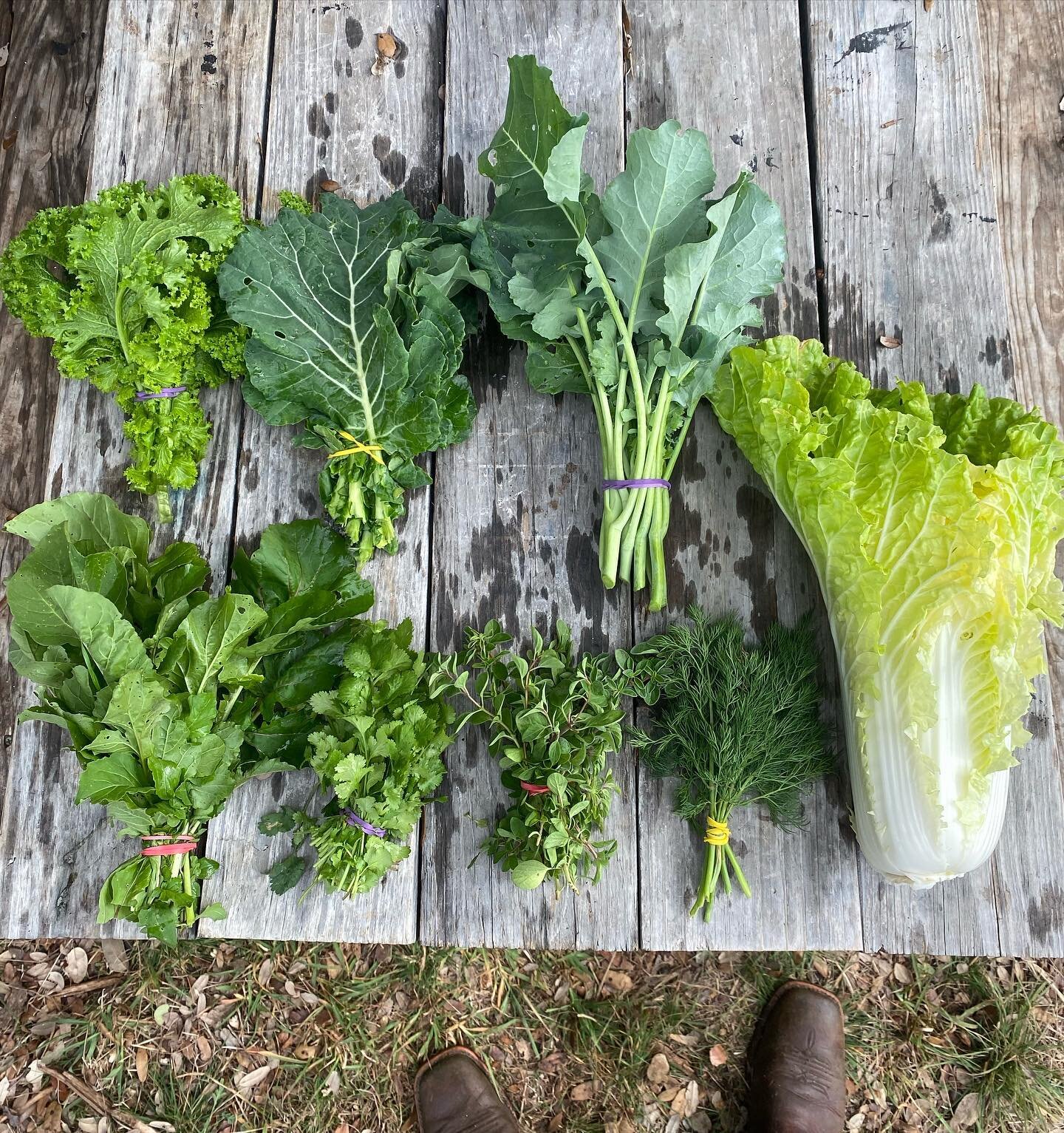🌱CSA Update Hamilton Pool Vineyards and Farms! 🌱

Our CSA Box Subscription for this week! 📦✨

At Hamilton Pool Vineyards and Farms, we&rsquo;re dedicated to providing you with the freshest, locally grown produce straight from our beautiful fields.
